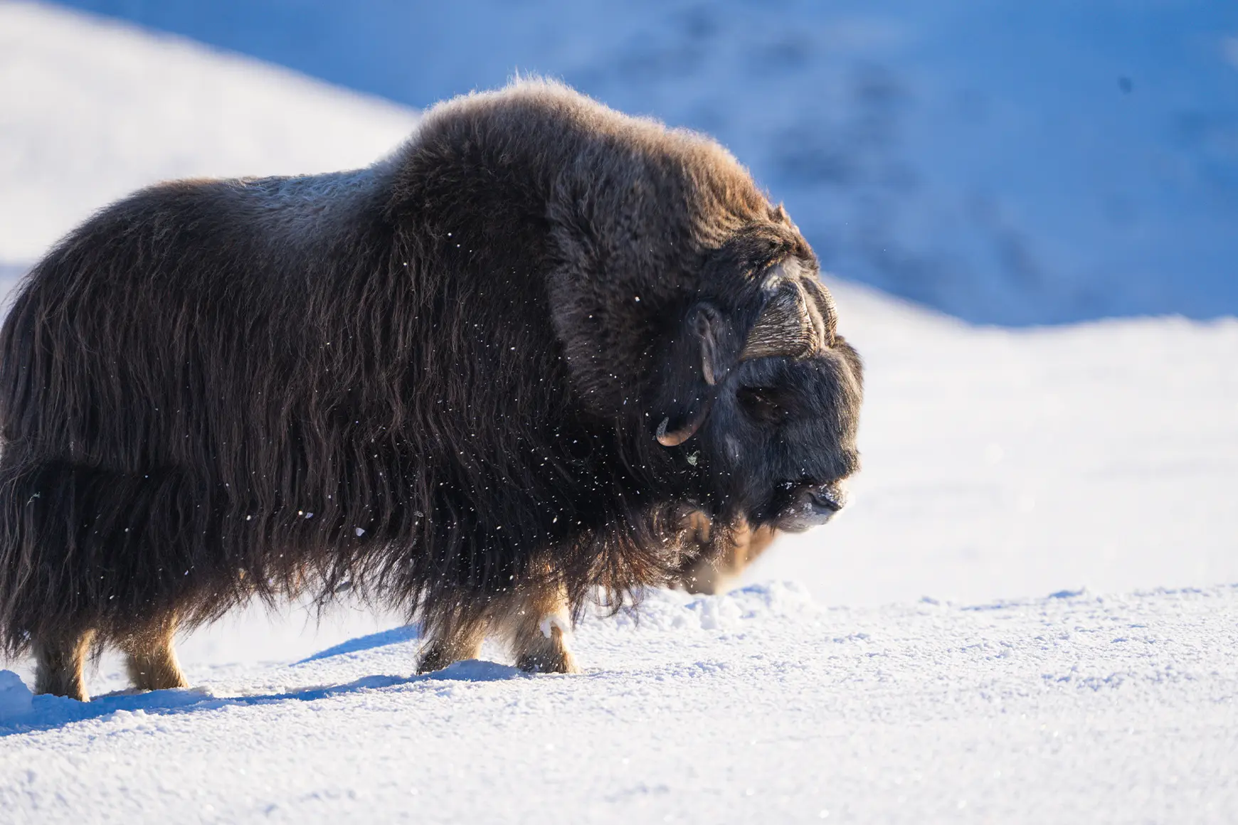 muskoxen_in_norway
