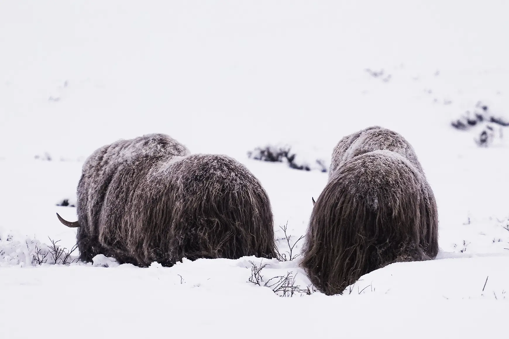 muskoxen_in_norway