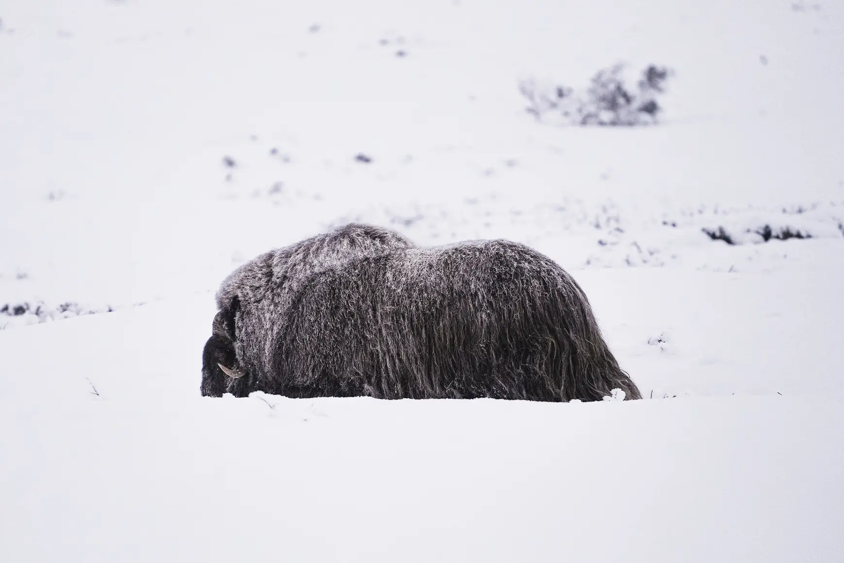 muskoxen_in_norway