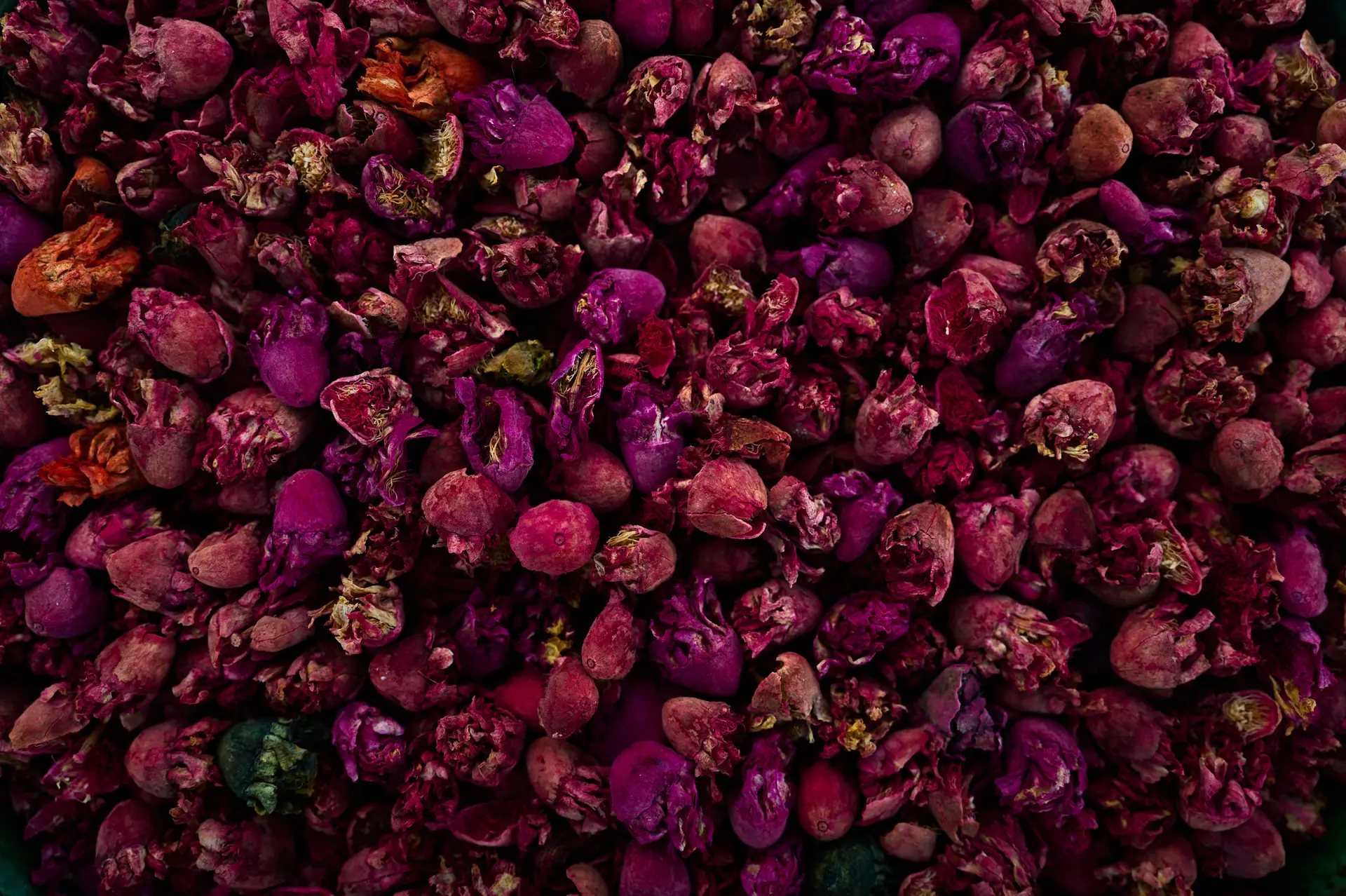 Marco Fisher with SL3 in Morocco Flowers
