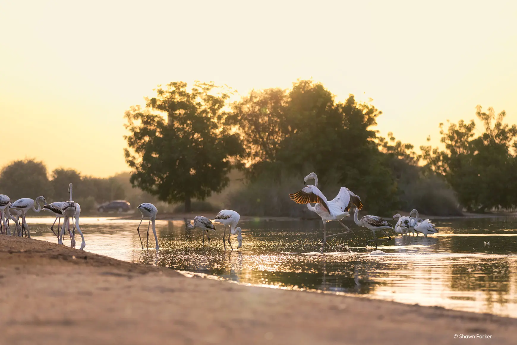 Flamingos stand in the water