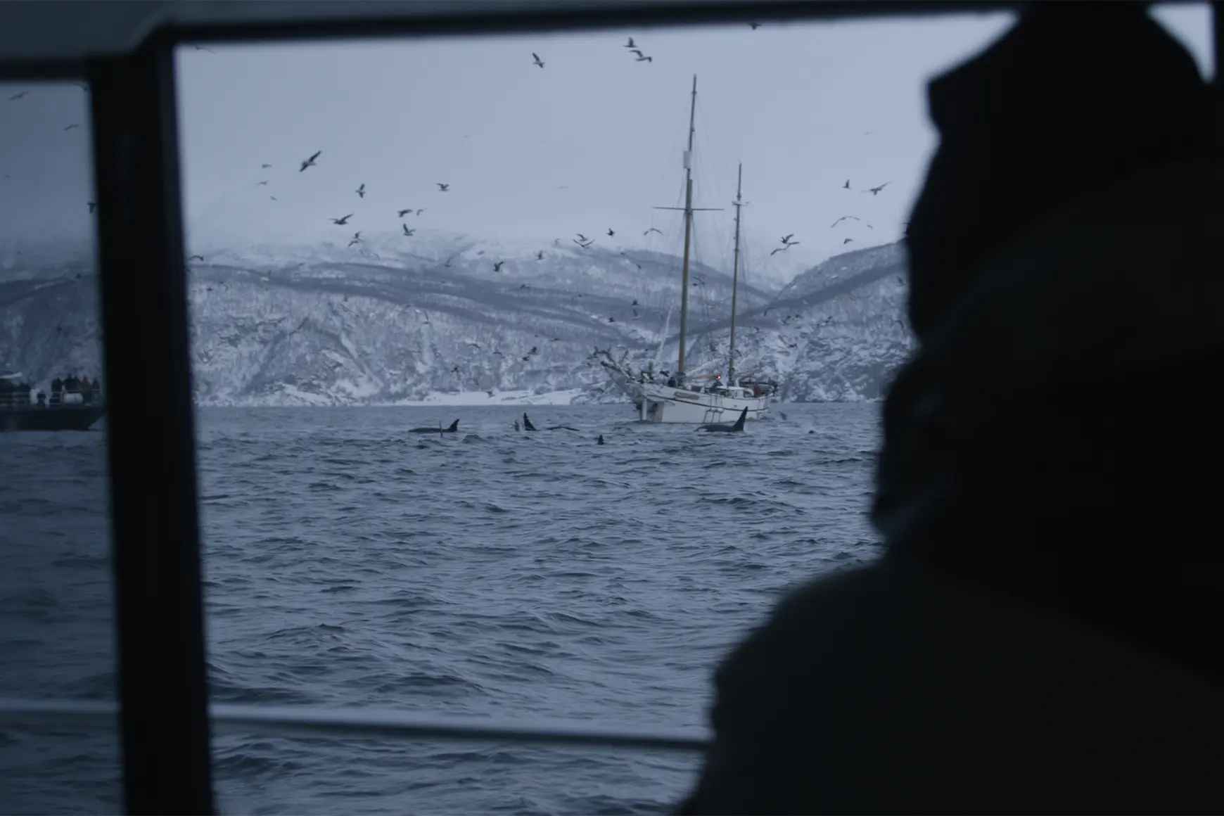 Whale-watching-in-Norway