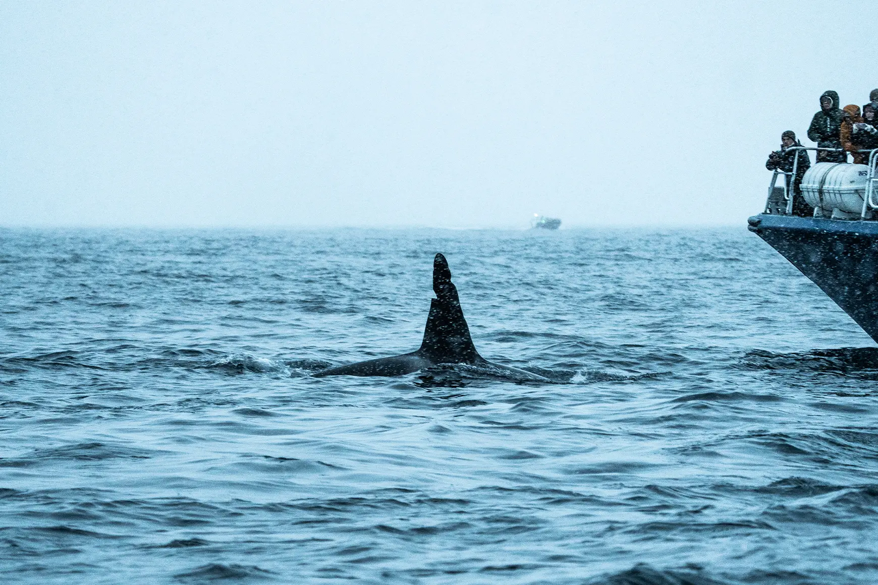 Orca-in-Norway