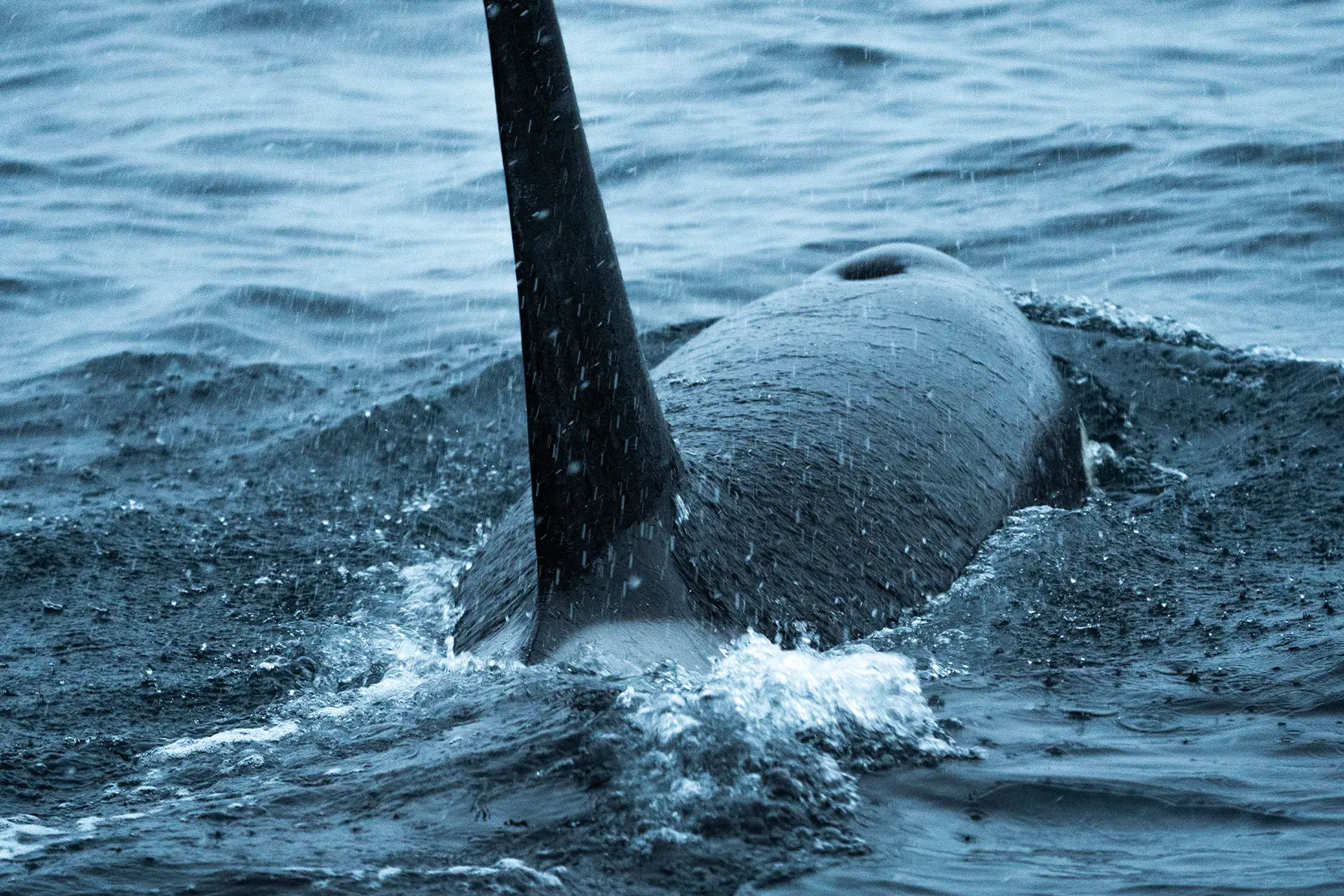Orca-in-Norway