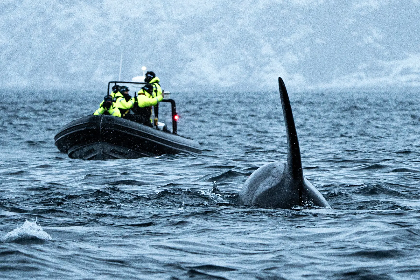 Orca-in-Norway