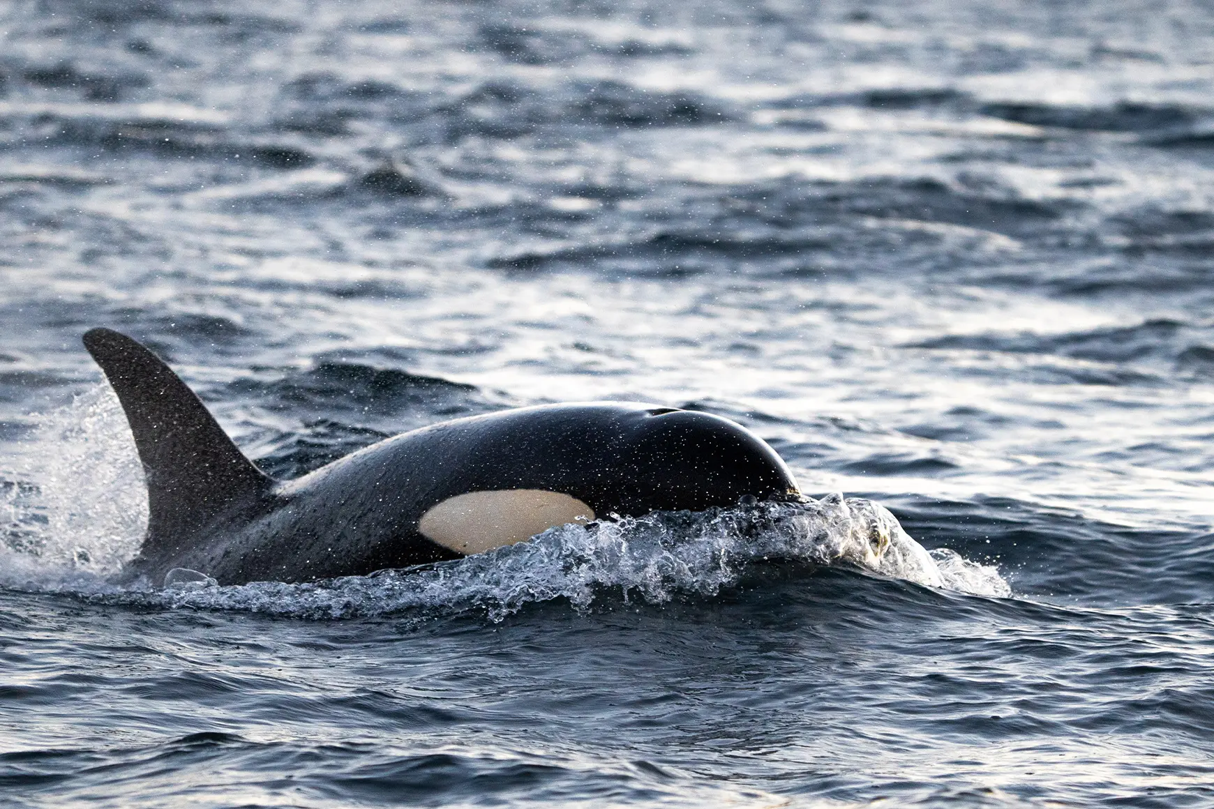 Orca-in-Norway