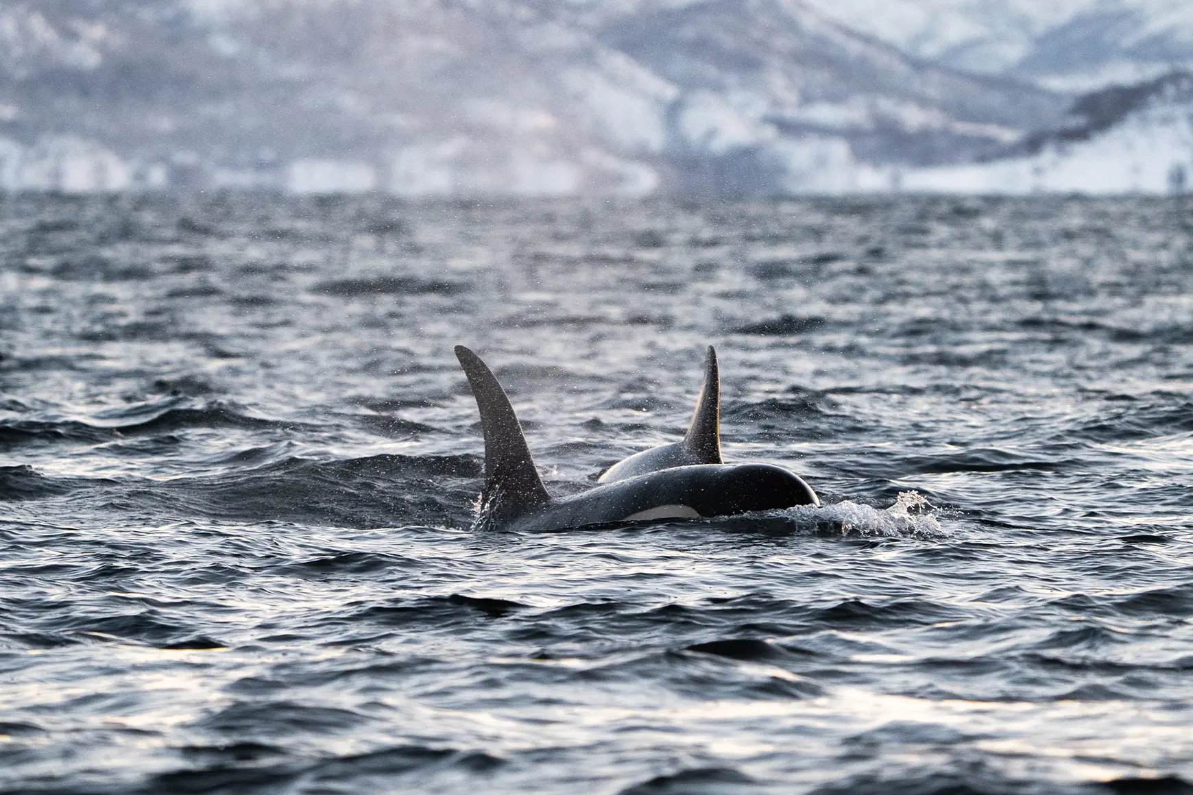 Orca-in-Norway