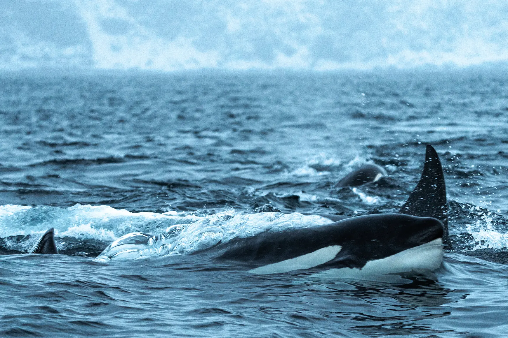 Orca-in-Norway