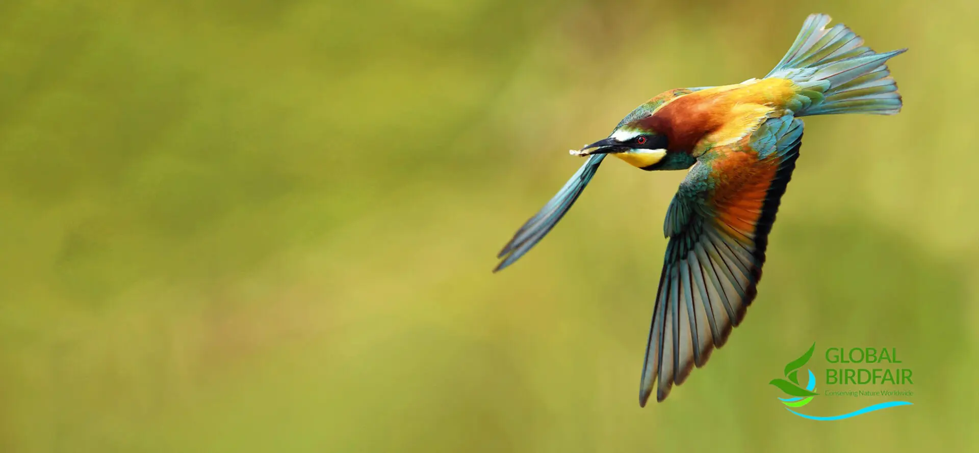 A close up portrait of a bird.