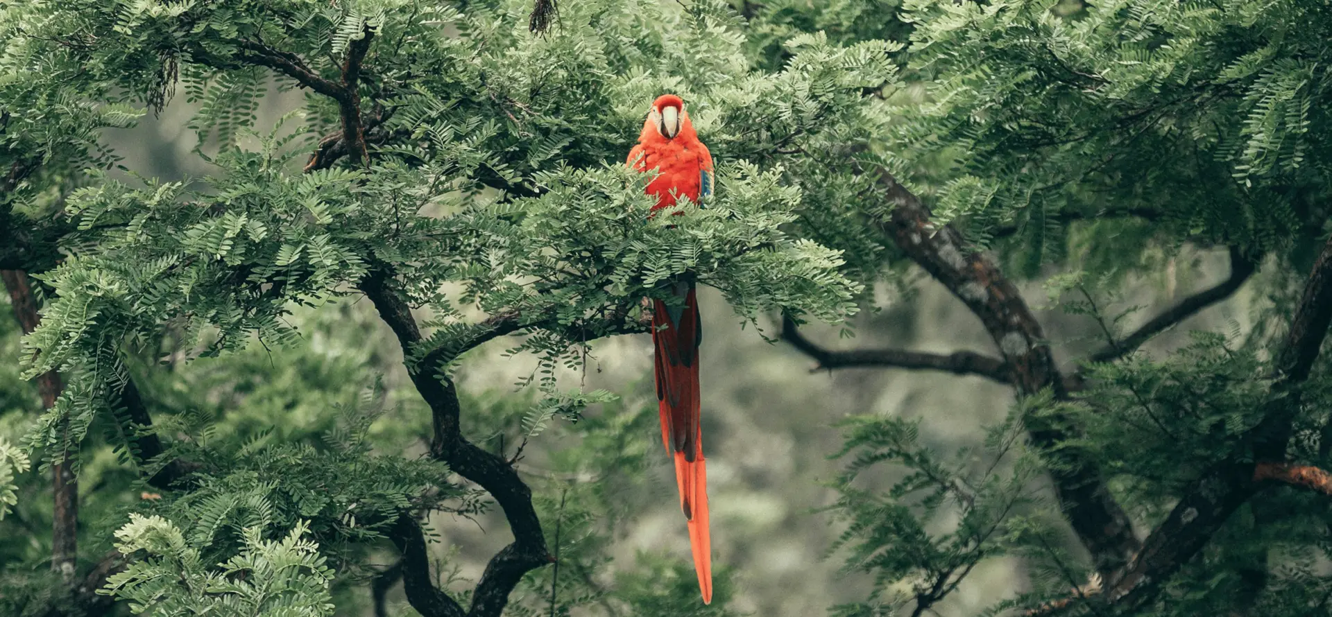 A red parrot in the jungle. 