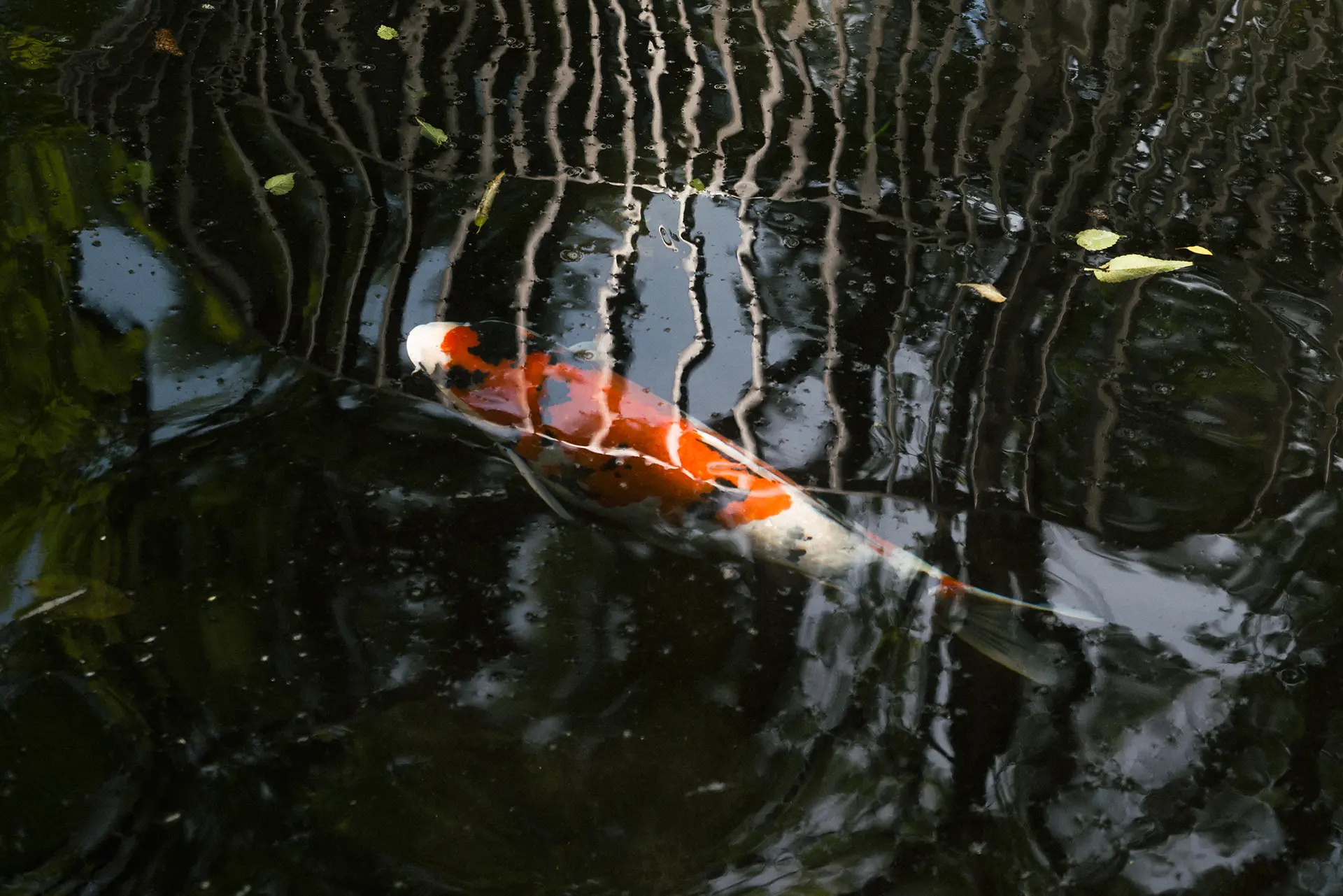 An image taken by Nagisa Ichikawa with the Leica D-Lux 8.