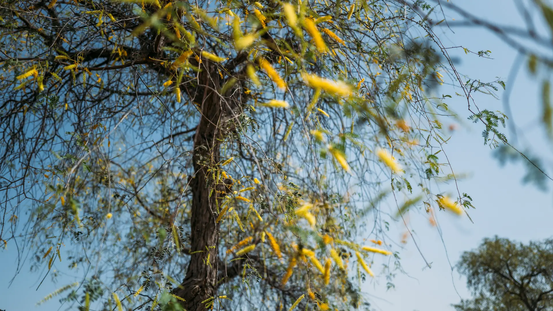 Image of trees from Photographer Obaid Albudoor