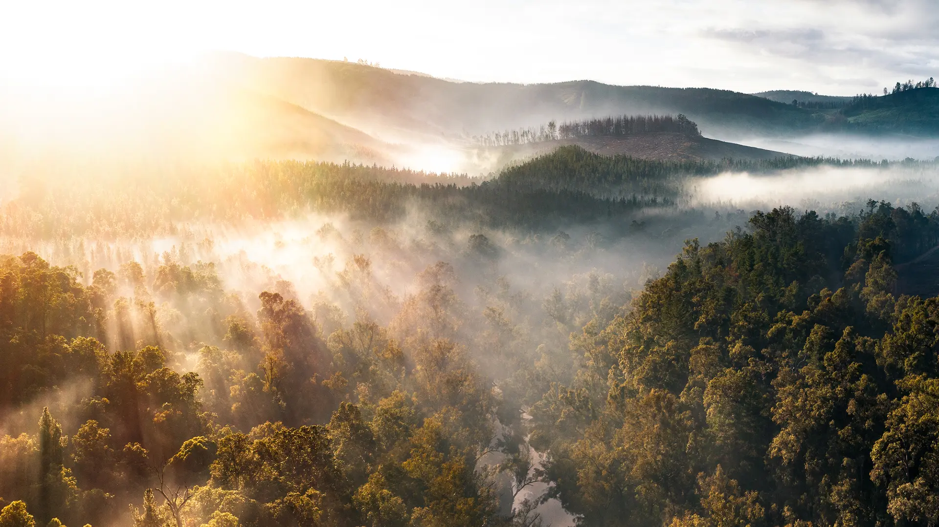 A misty forest is flooded with the first rays of sunshine of the day.