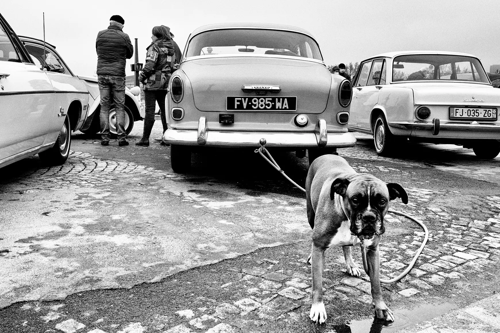 Dog in front of a vintage car