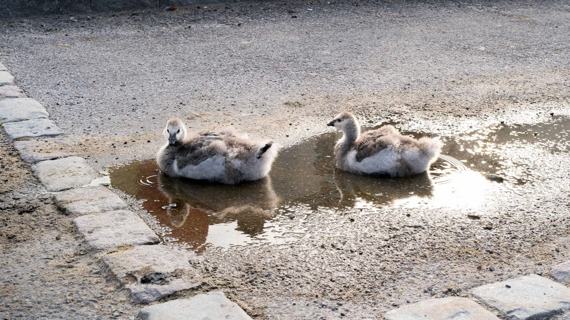 Two swan chicks rest in a small puddle on a paved road.