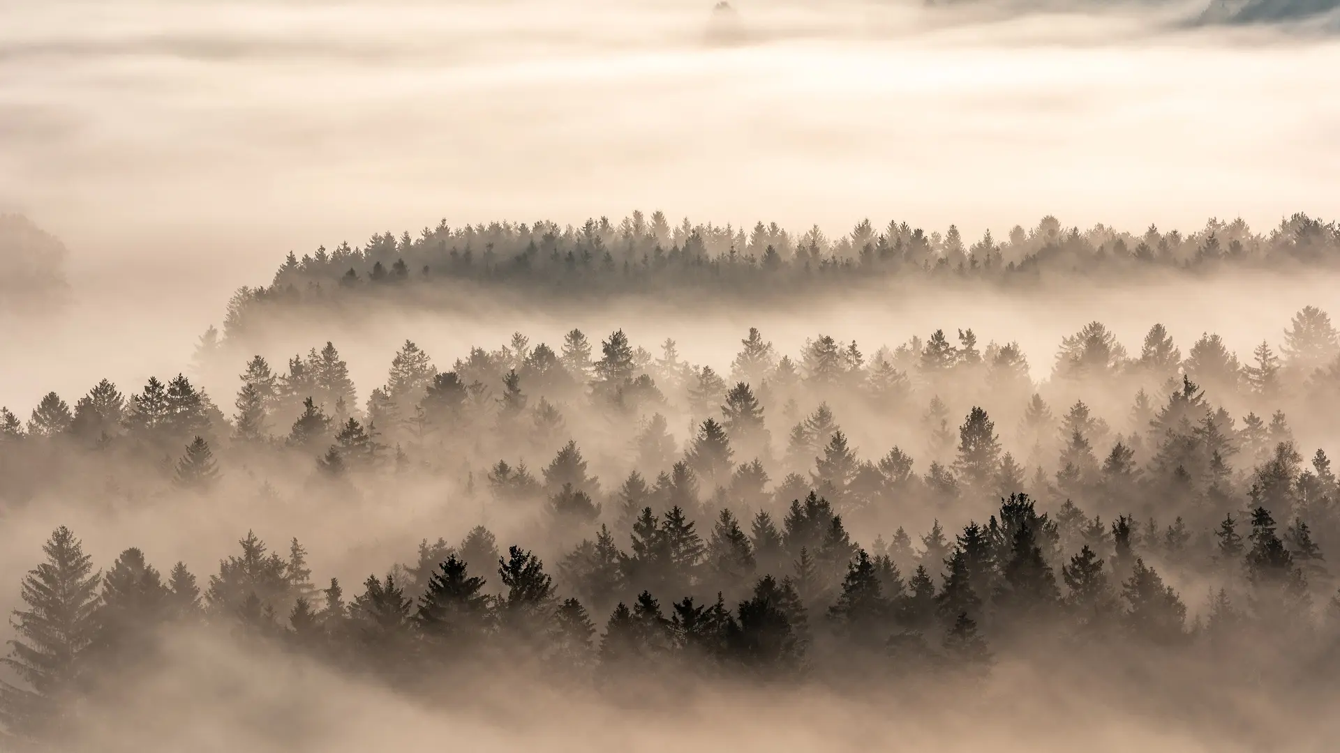 Forest in the fog