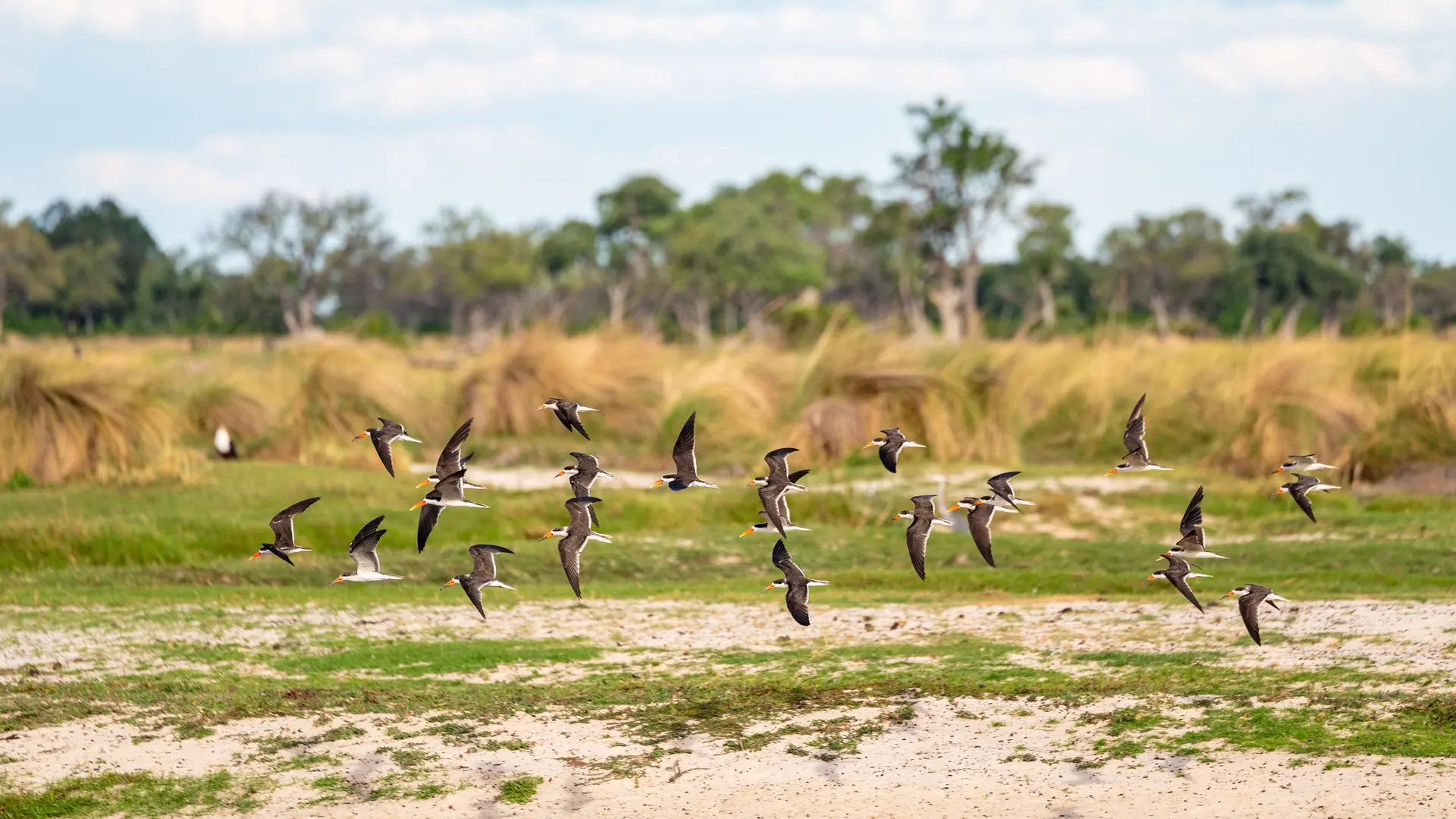 Flying birds