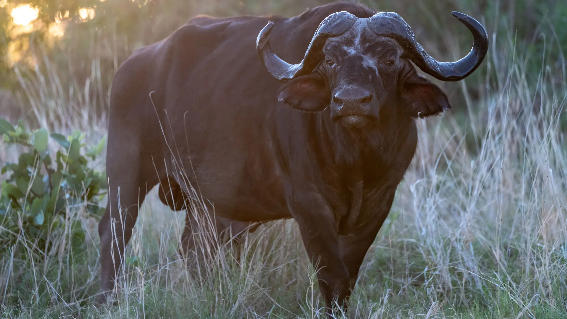 Buffalo