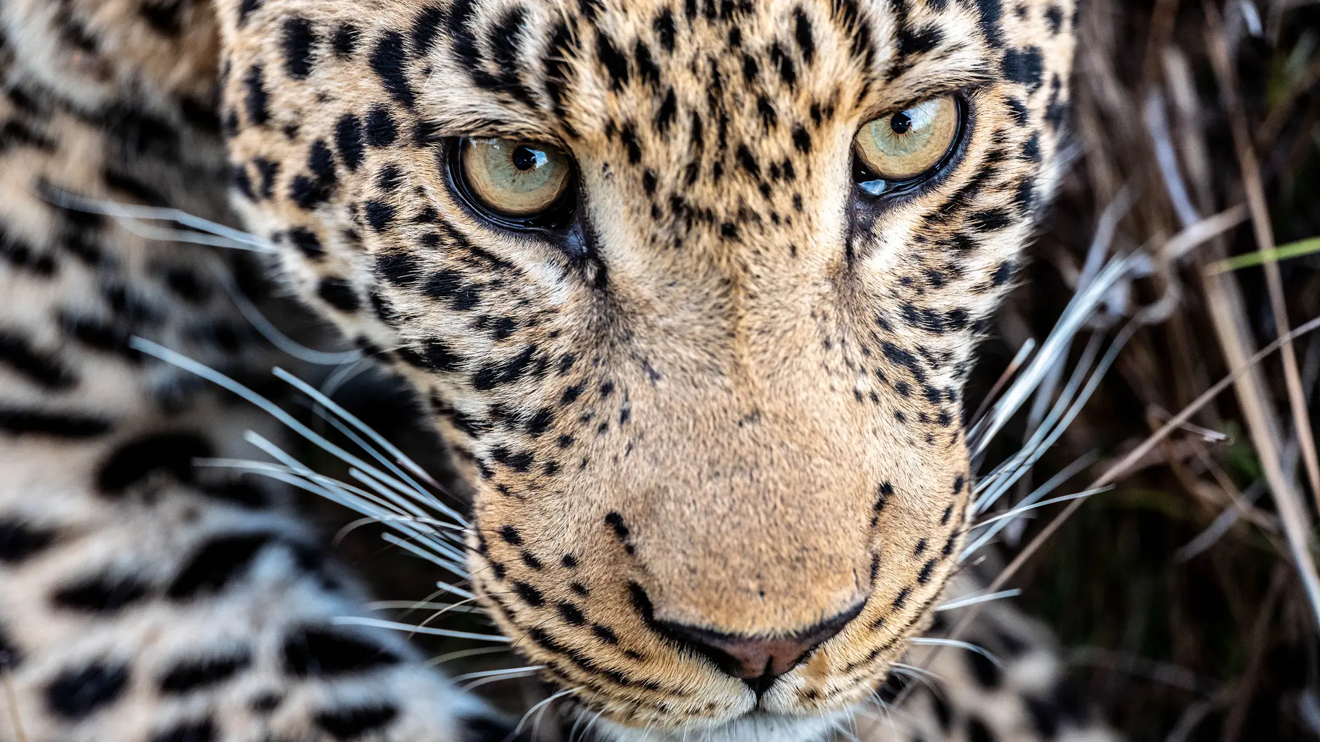 Leopard