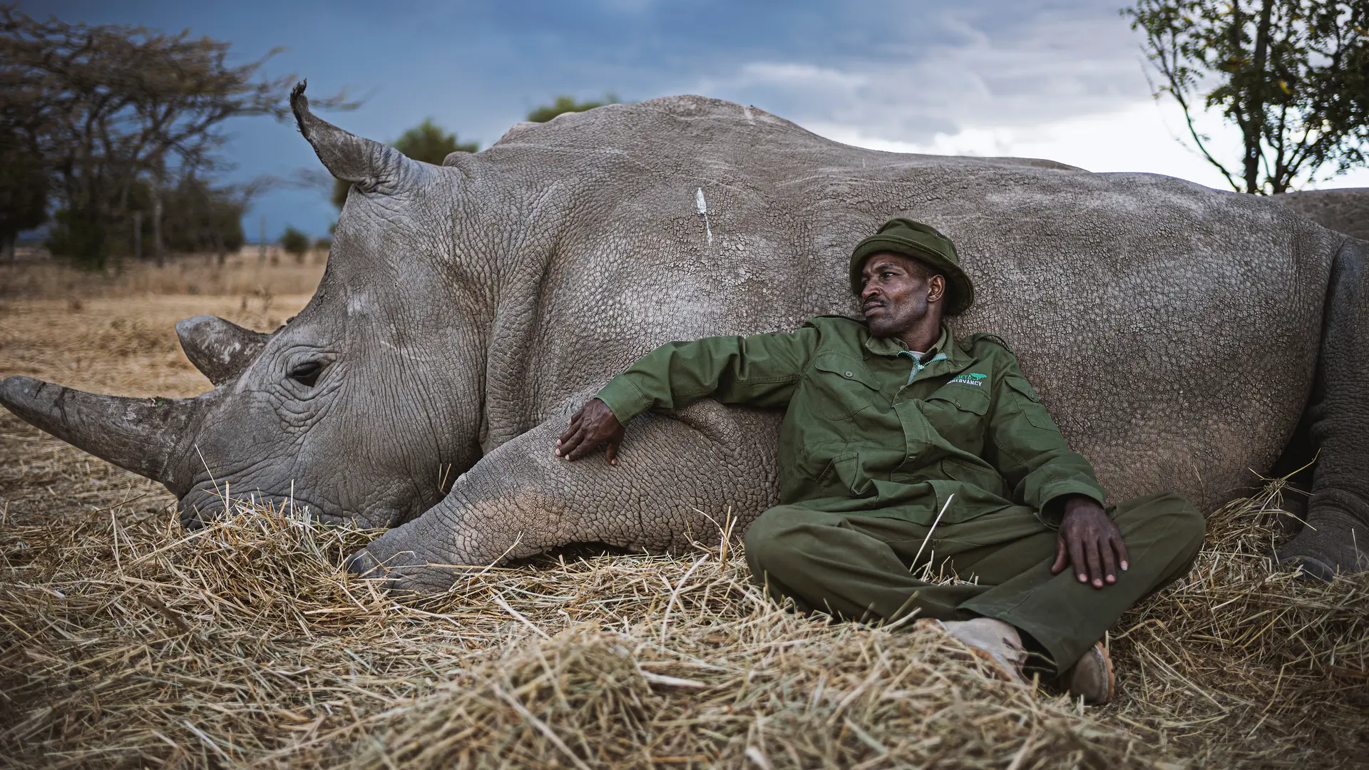 A man leaning against a lying rhinoceros, both resting on a meadow