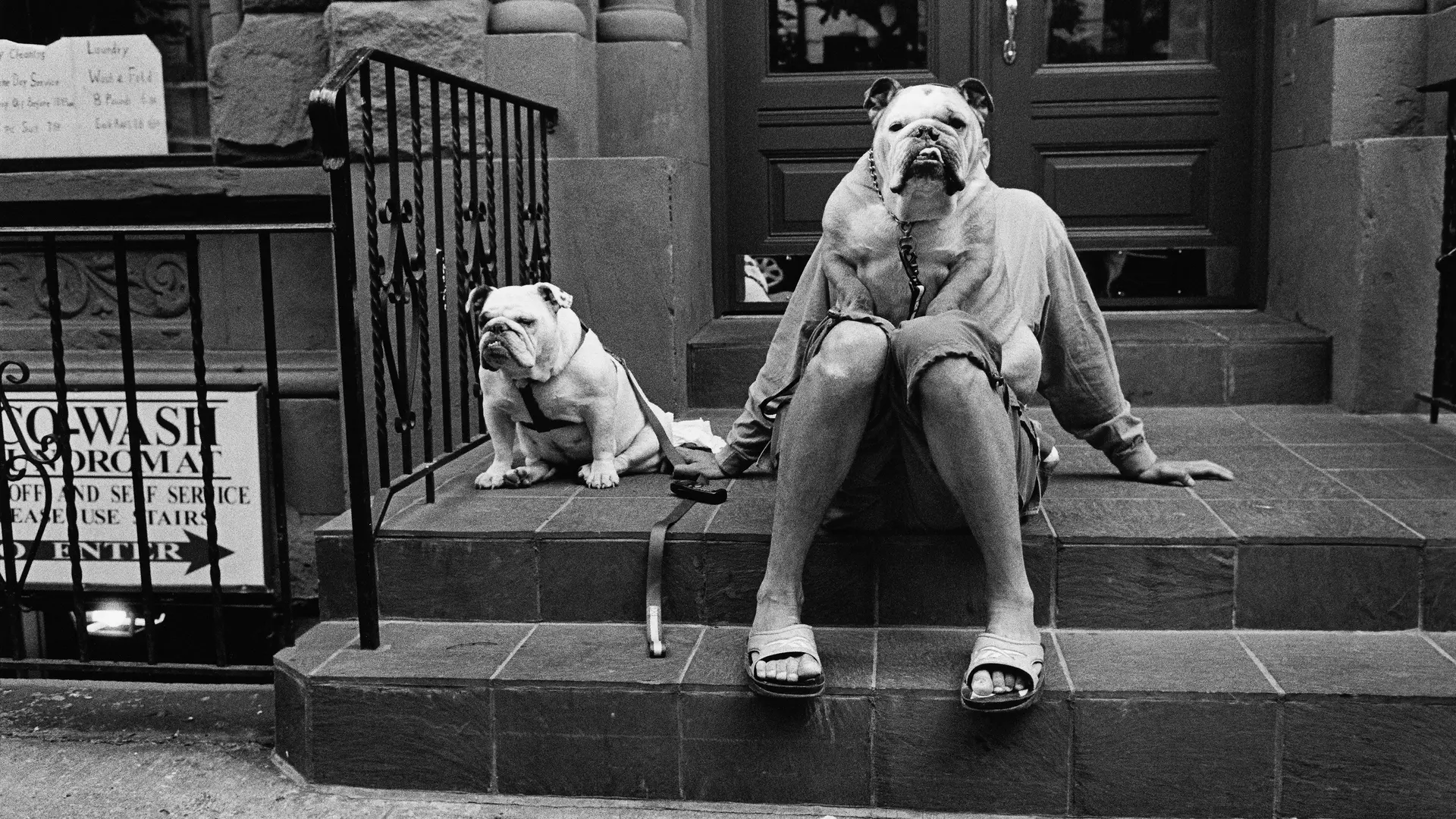 Person sits on steps with two dogs, one dog sits on the lap covering the person's upper body and face.