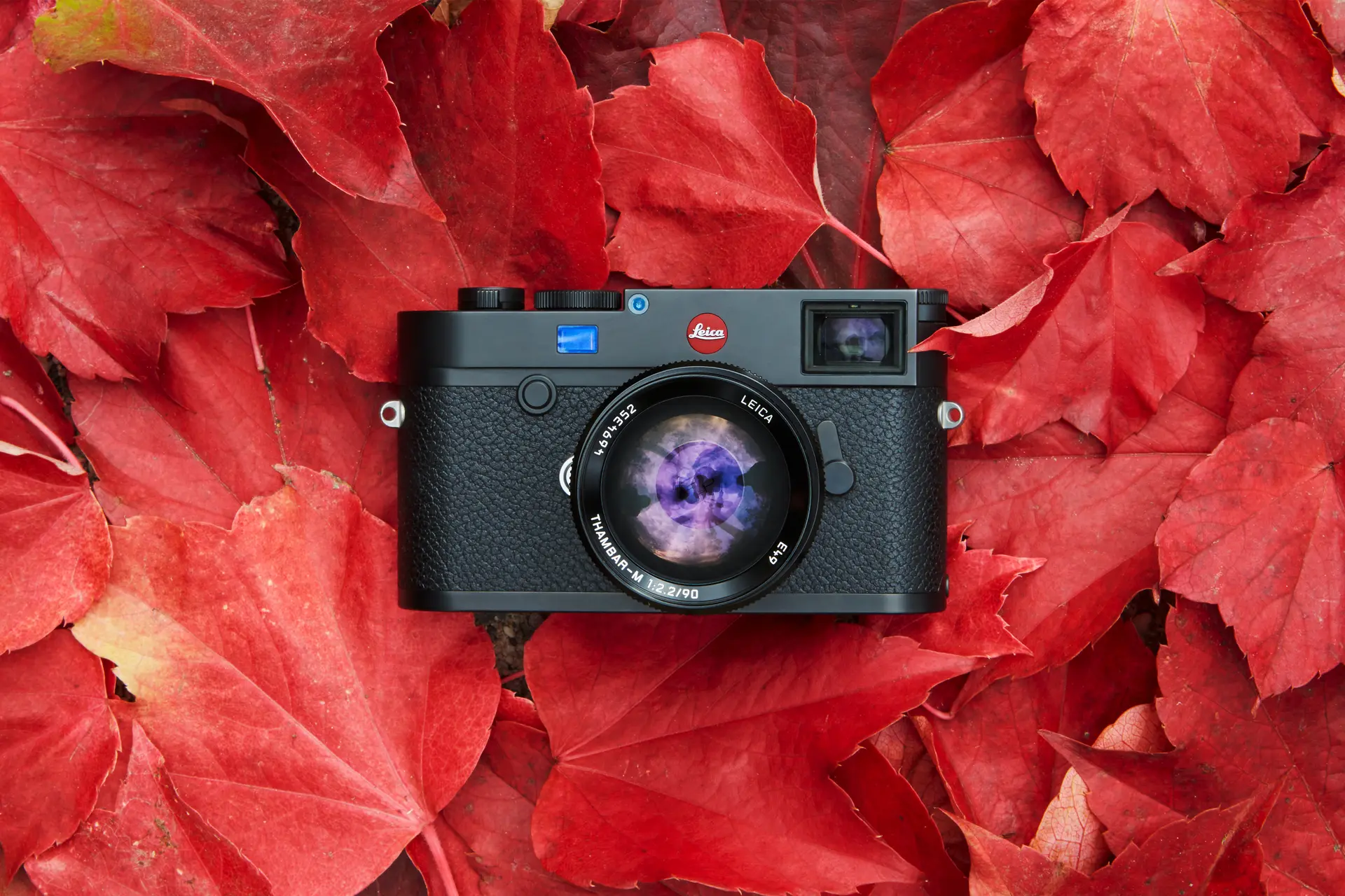 Leica Camera on red autumn leaves