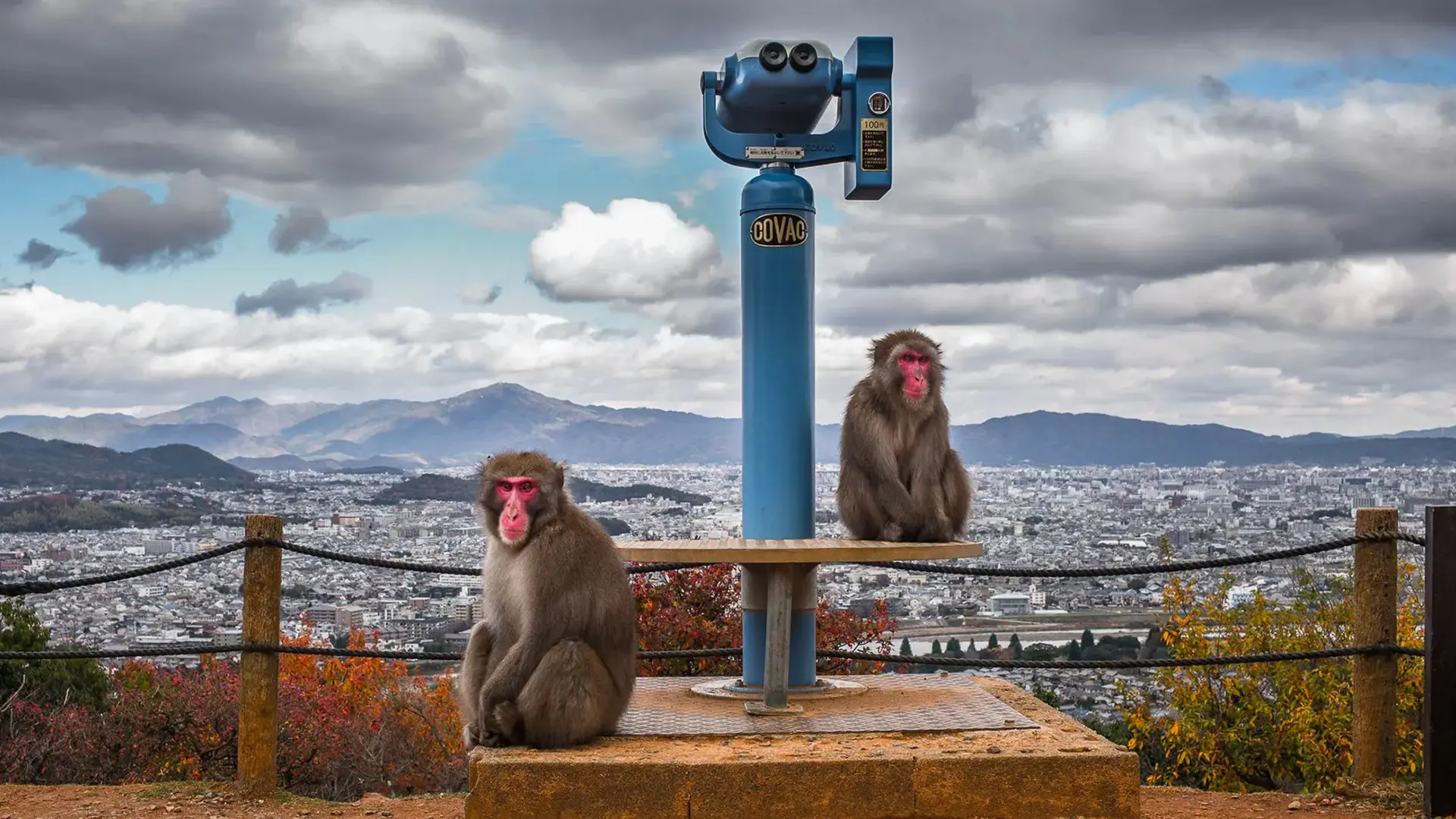 2 monkeys sitting next to binoculars