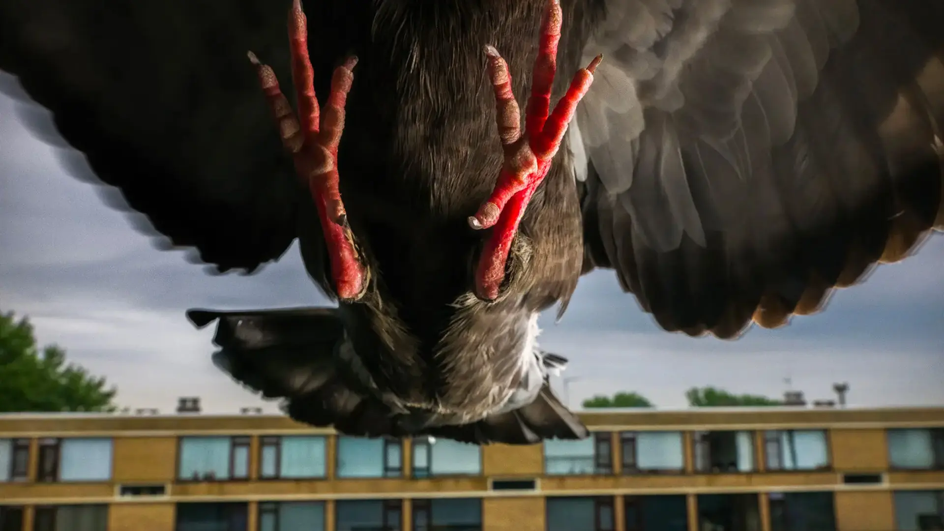large bird of prey