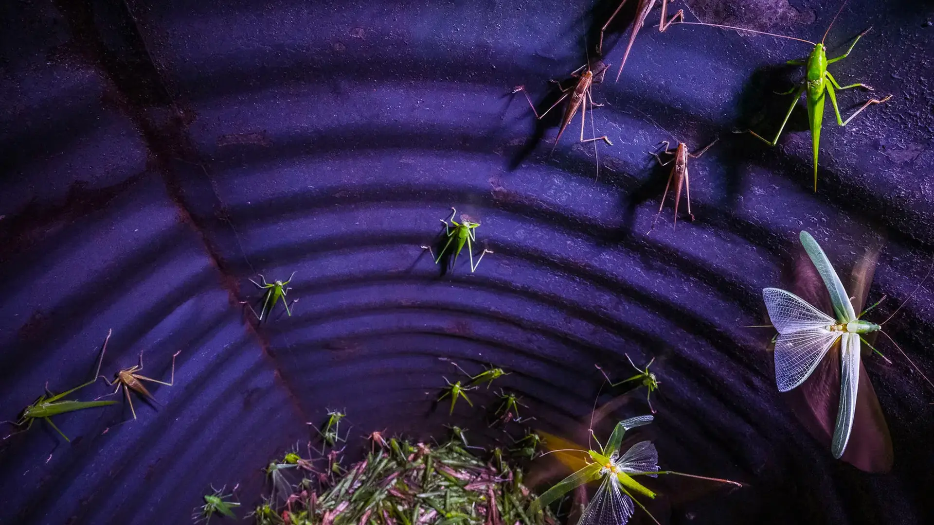 lots of grasshoppers in a purple bin