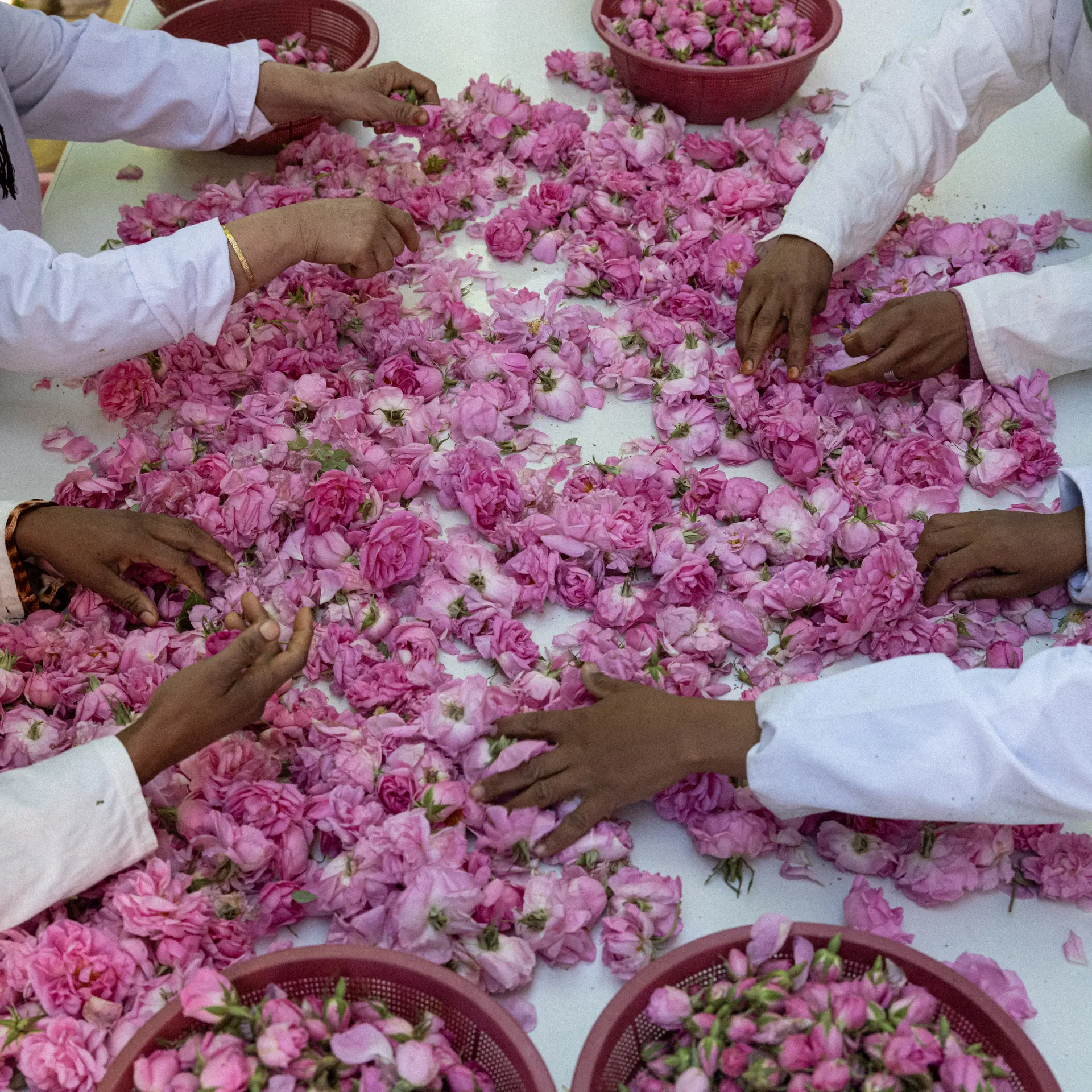 Kelaat M’Gouna Rose Festival