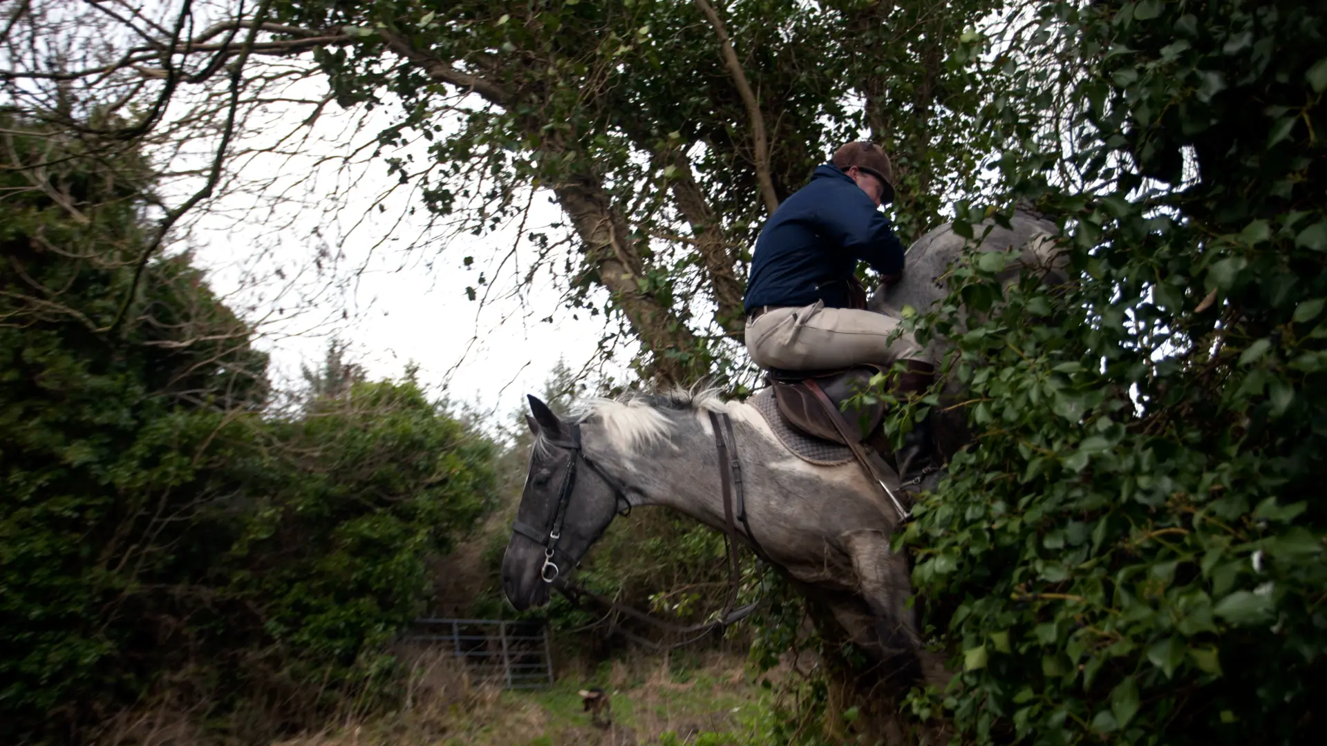 Photograph of a horse rider, seated backwards, emerging from a hedge.