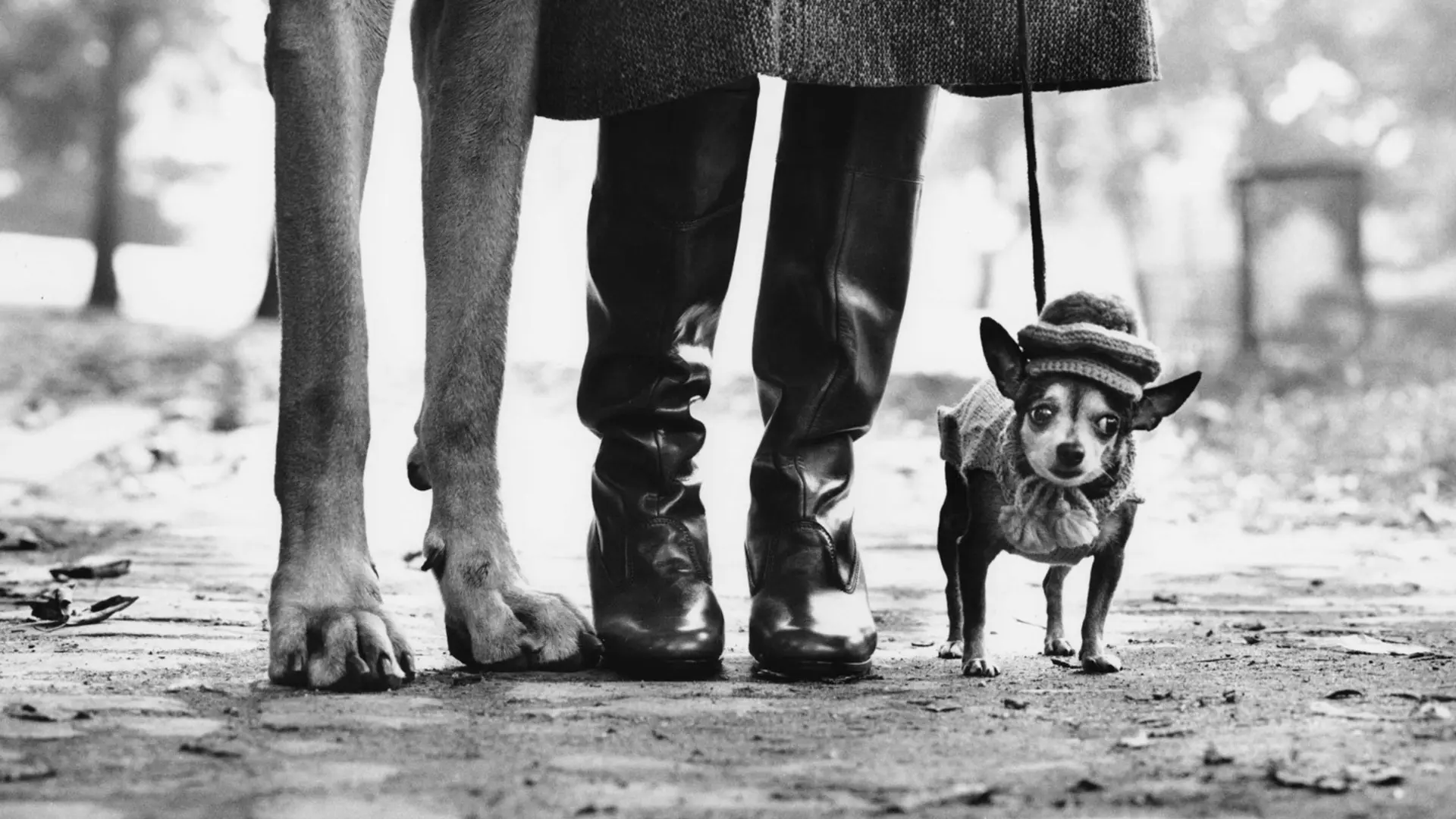 People and dog legs