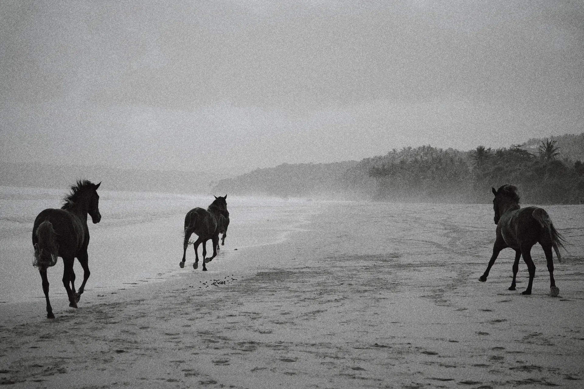 Horses racing on the beach