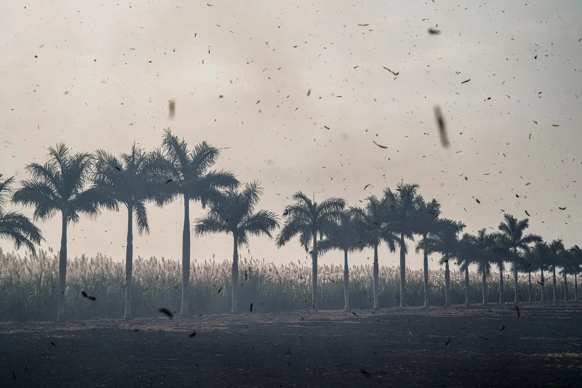 storm palm trees