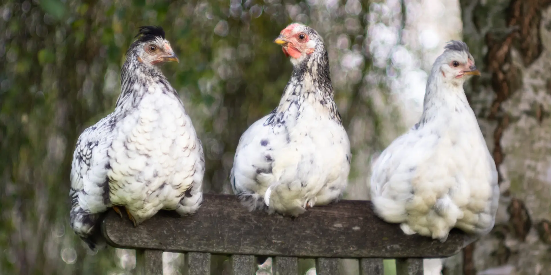 Three chickens on a chair