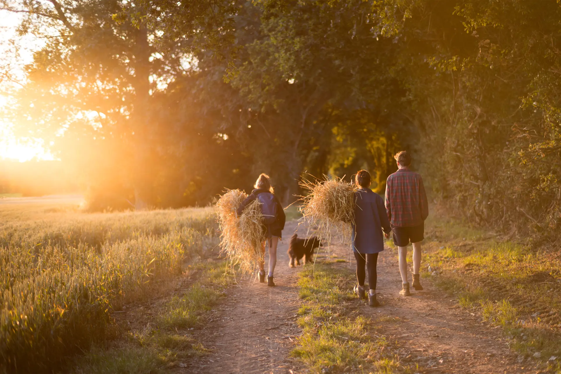 A family walking with their dog at the sunset across the field next to a forest.