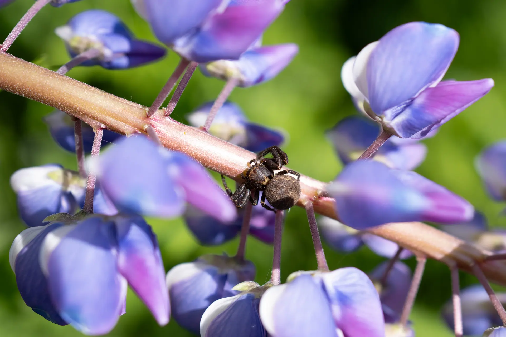 Close-up of a spider on flowers