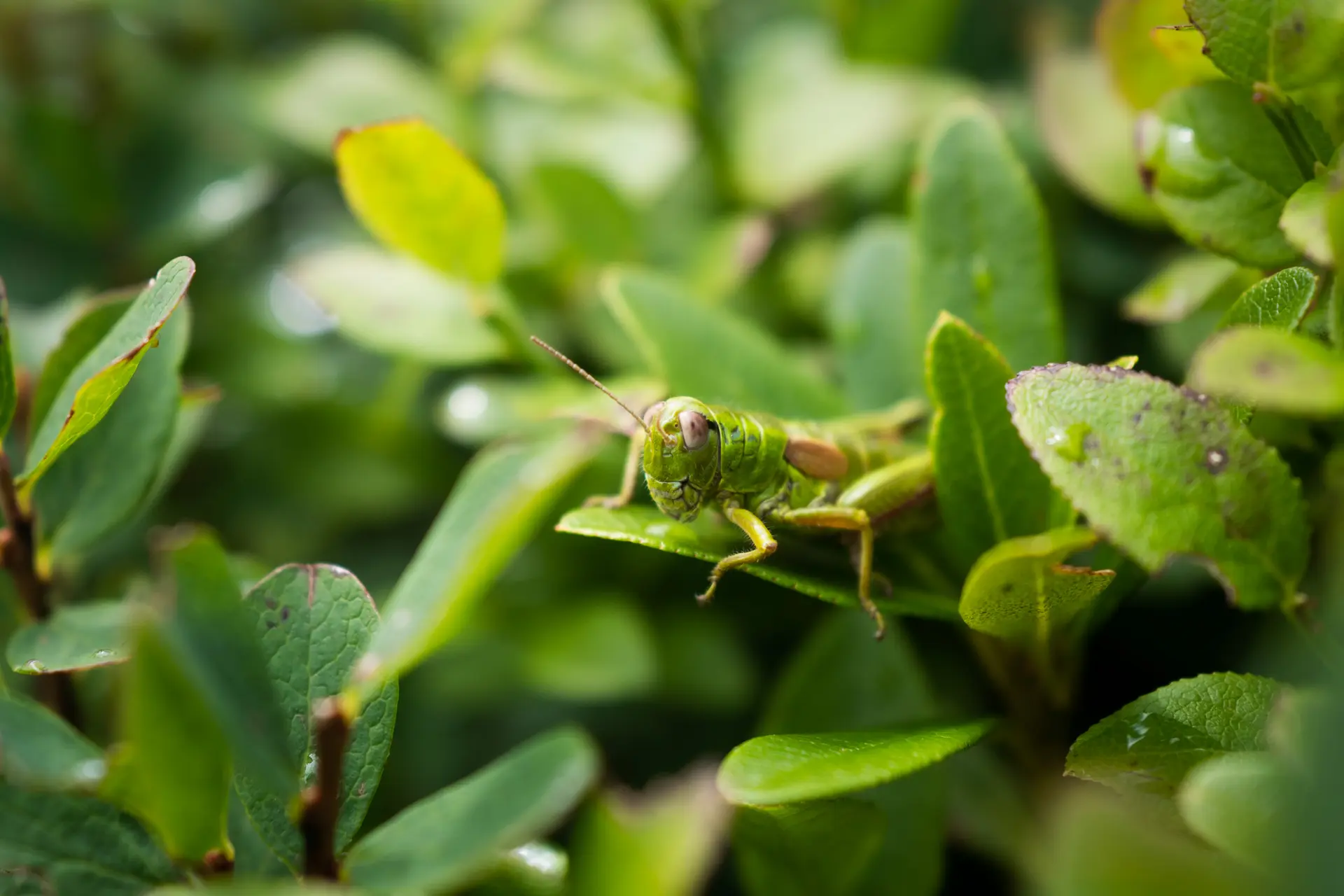 A close-up of a grasshopper