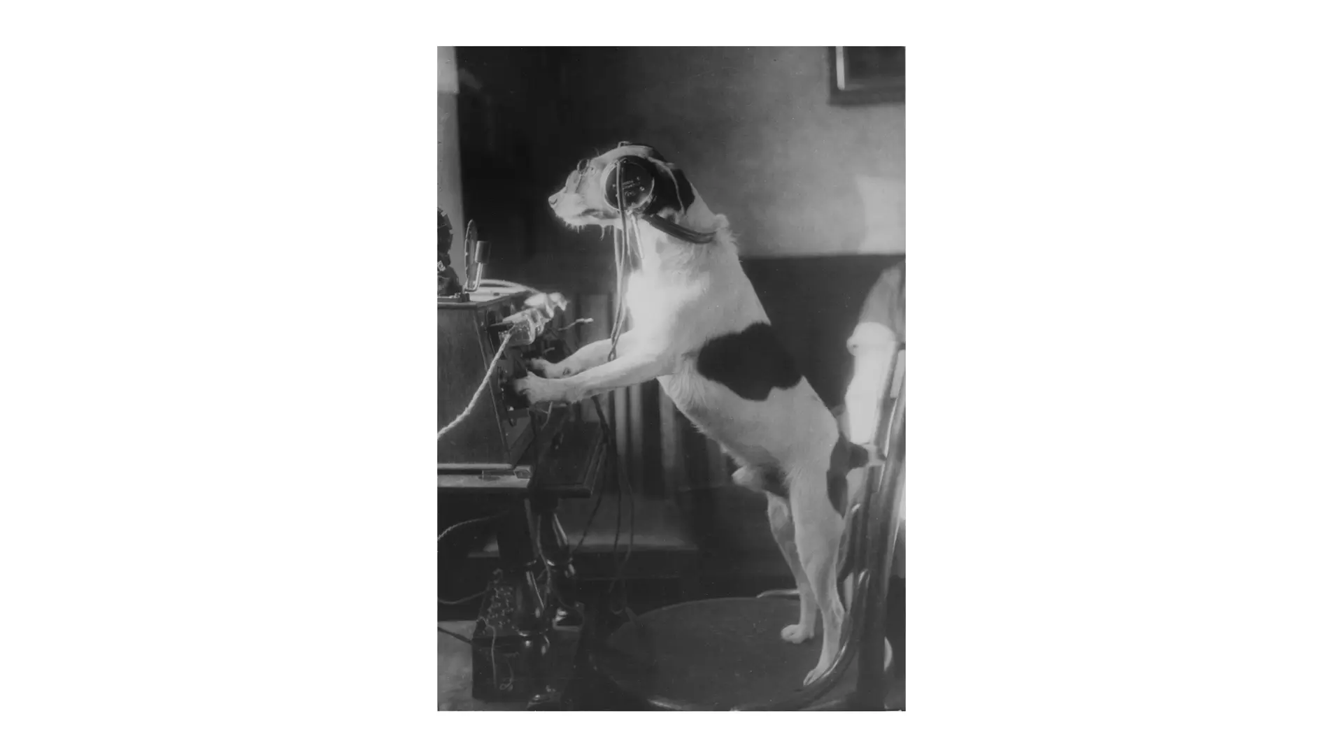 dog in front of a radio device