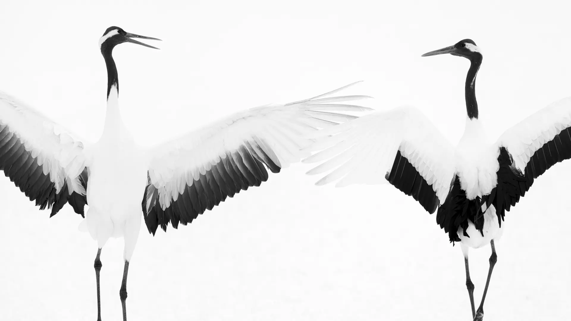 Olivier Larrey japon sous la neige avec le Leica SL3