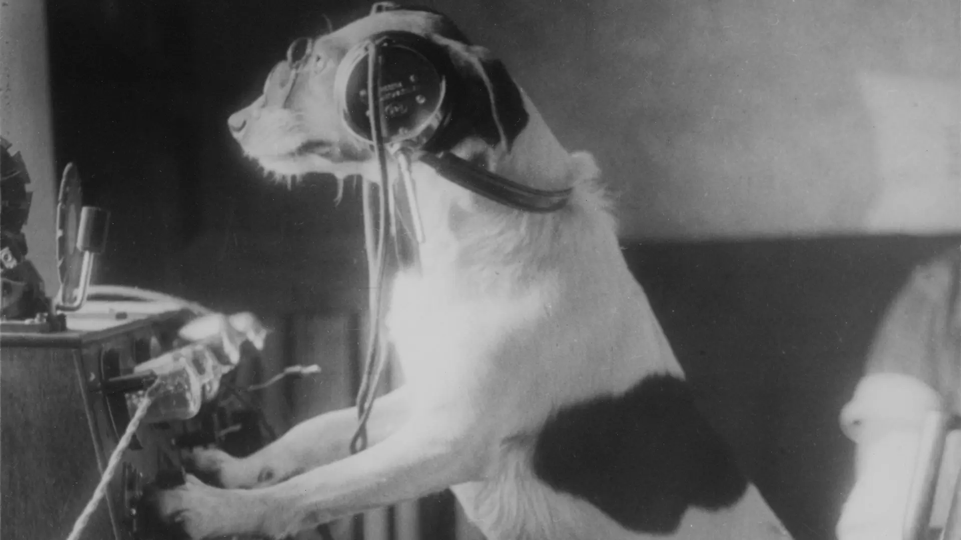 A Dog in front of a radio device