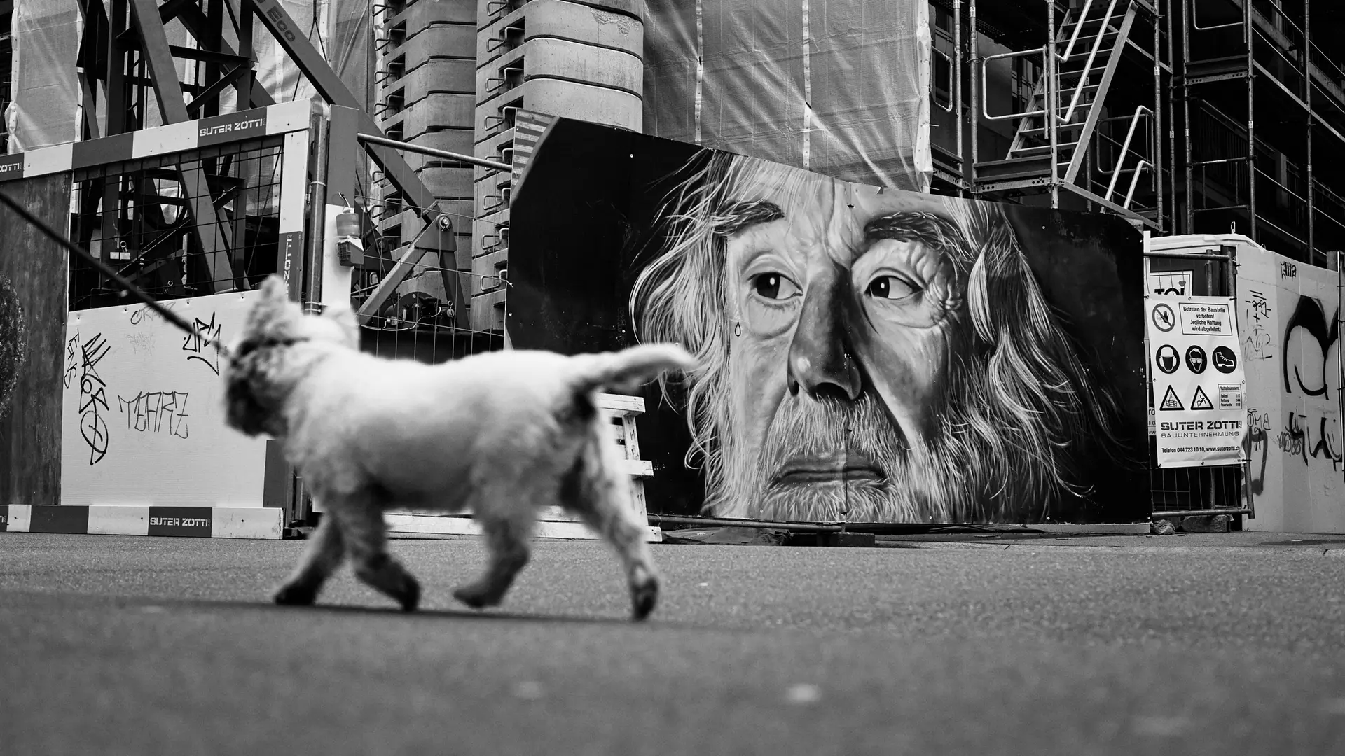 A dog walking through Zurich.