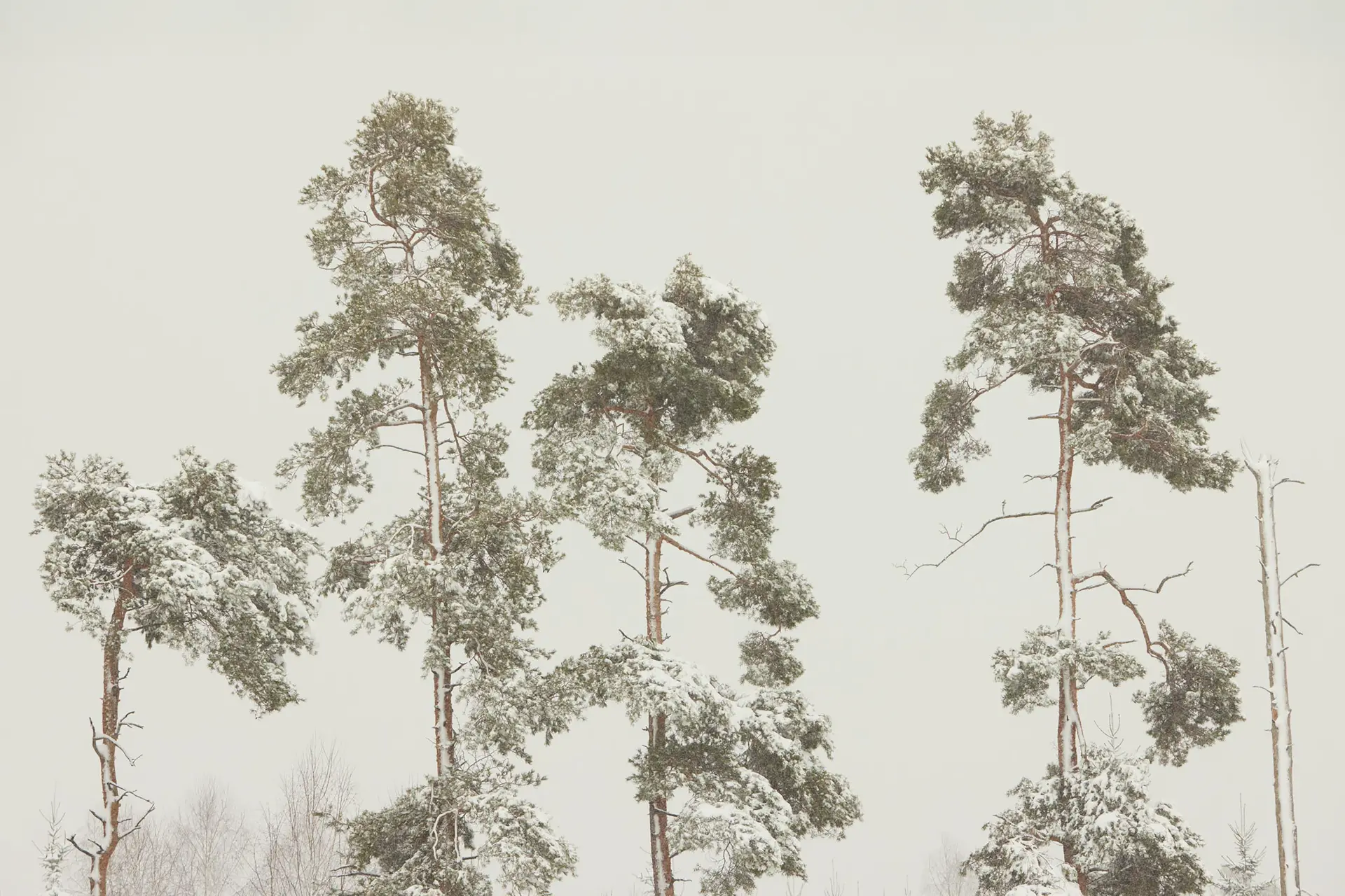 Snow-covered pine trees