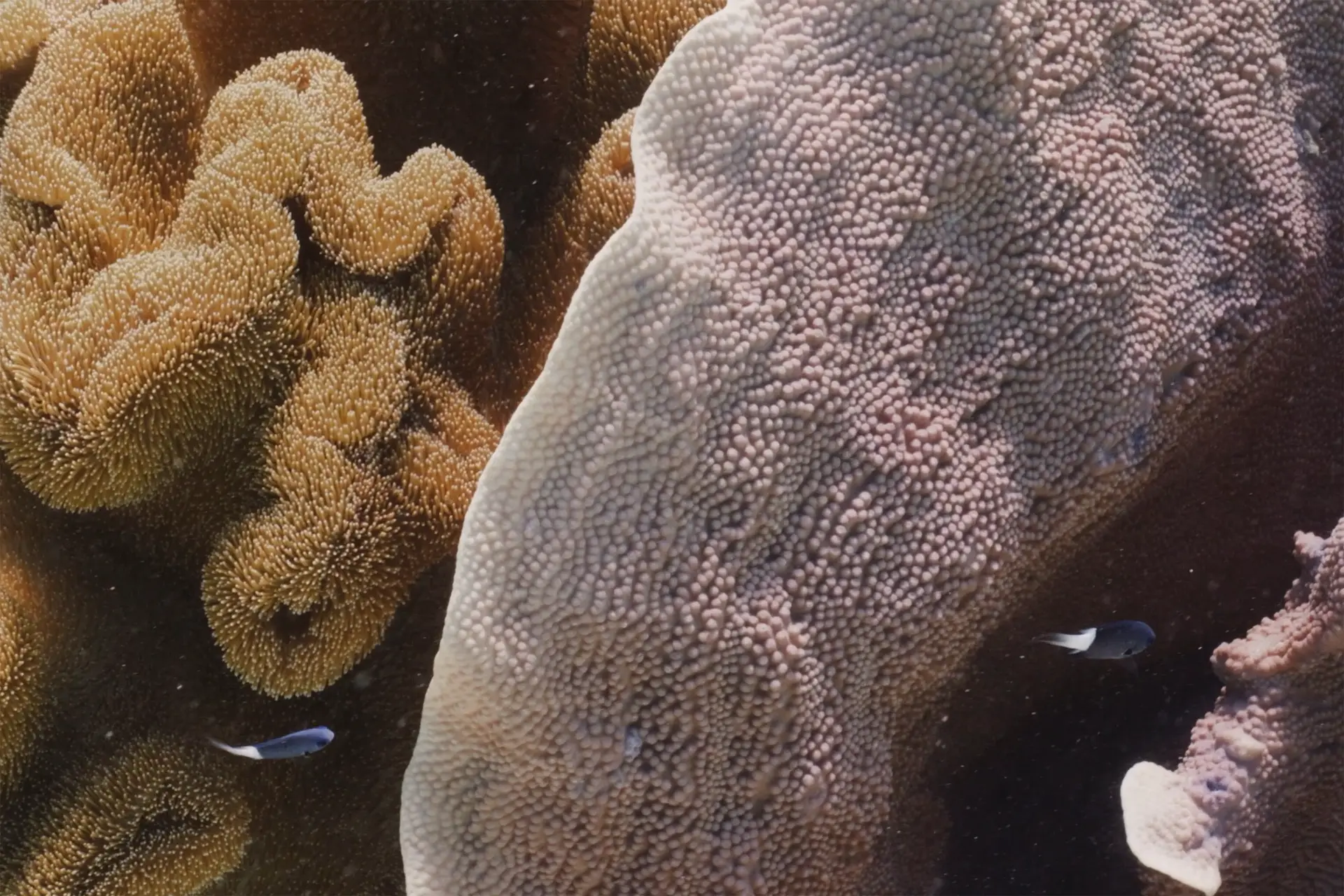 Coral-Garden-by-Martina-Trepczyk
