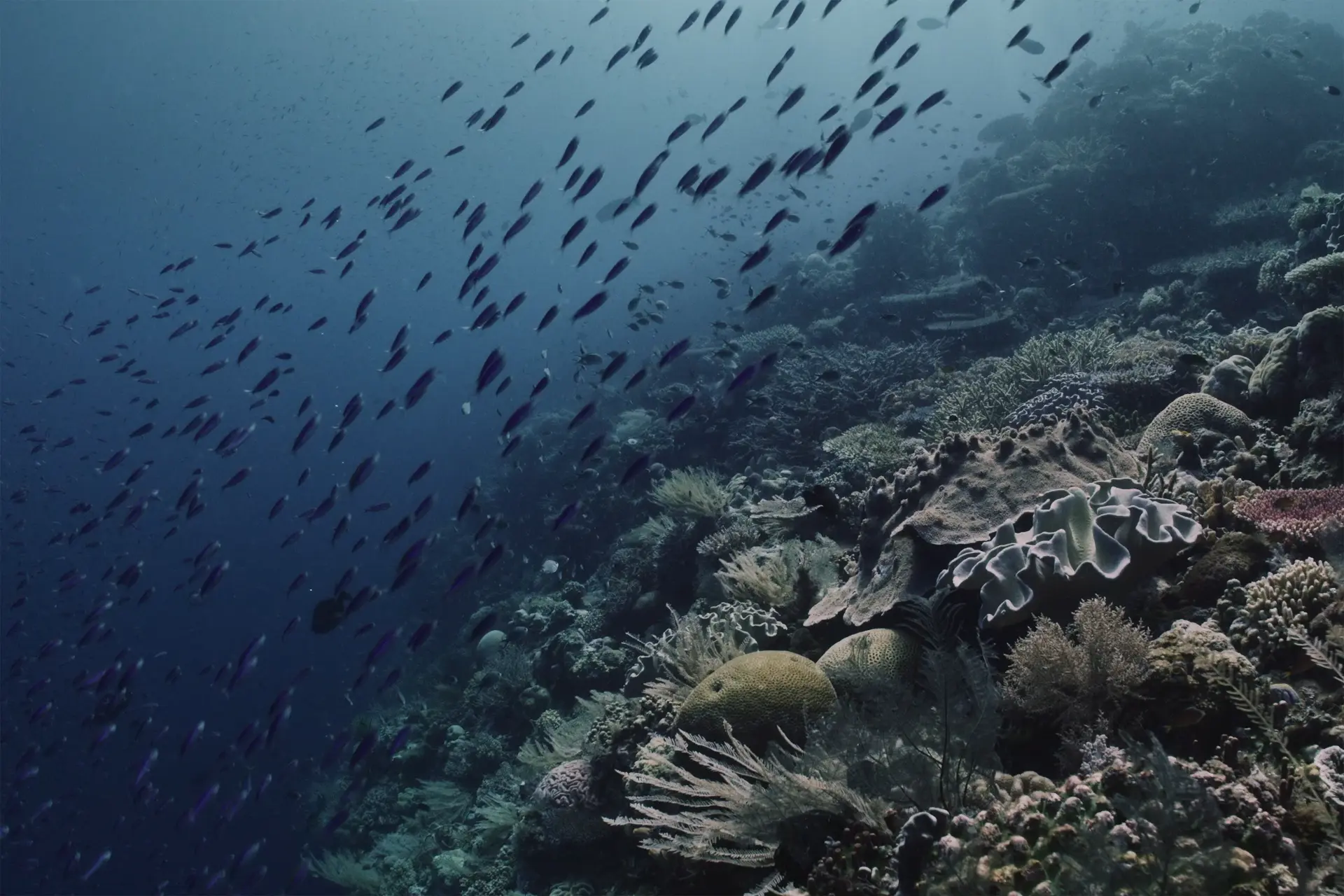 Corals-I-by-Martina-Trepczyk.jpg