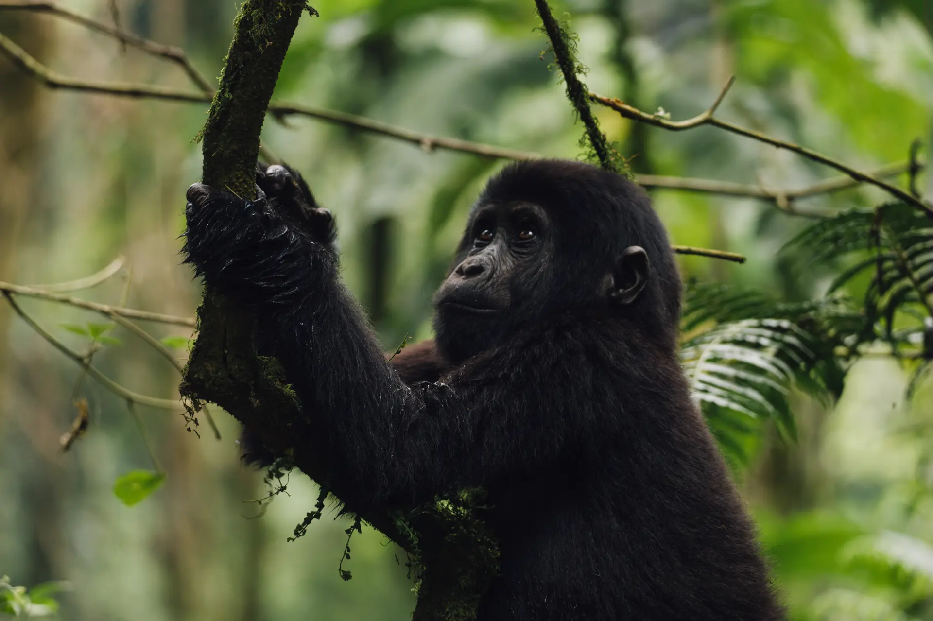 Gorilla-III-by-Martina-Trepczyk