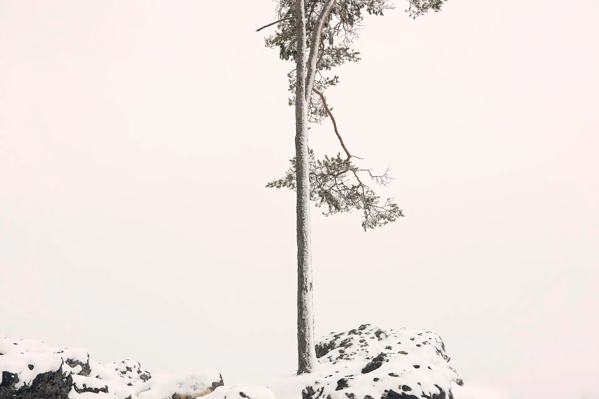 Snow-covered pines