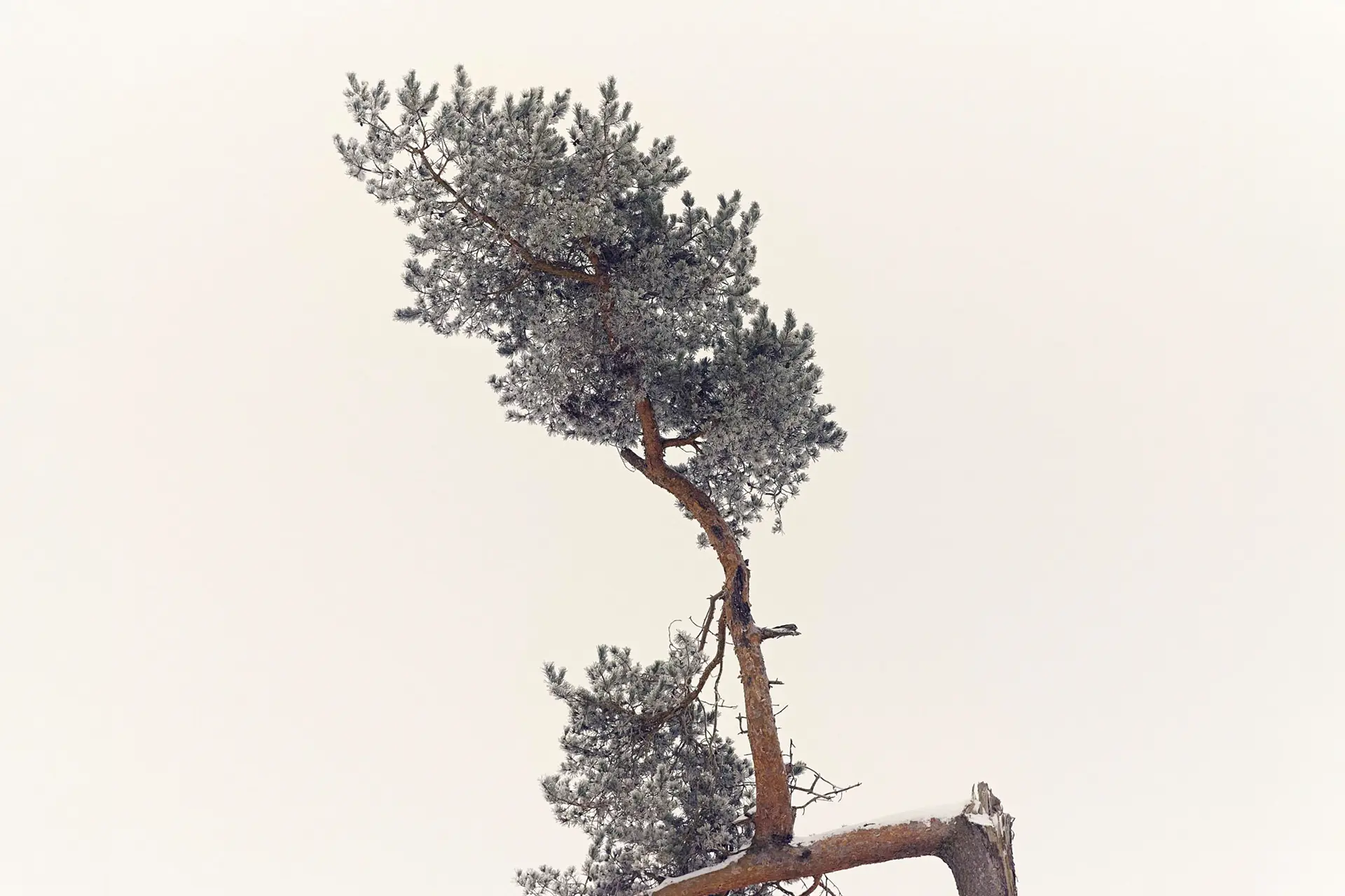 Snow-covered pines