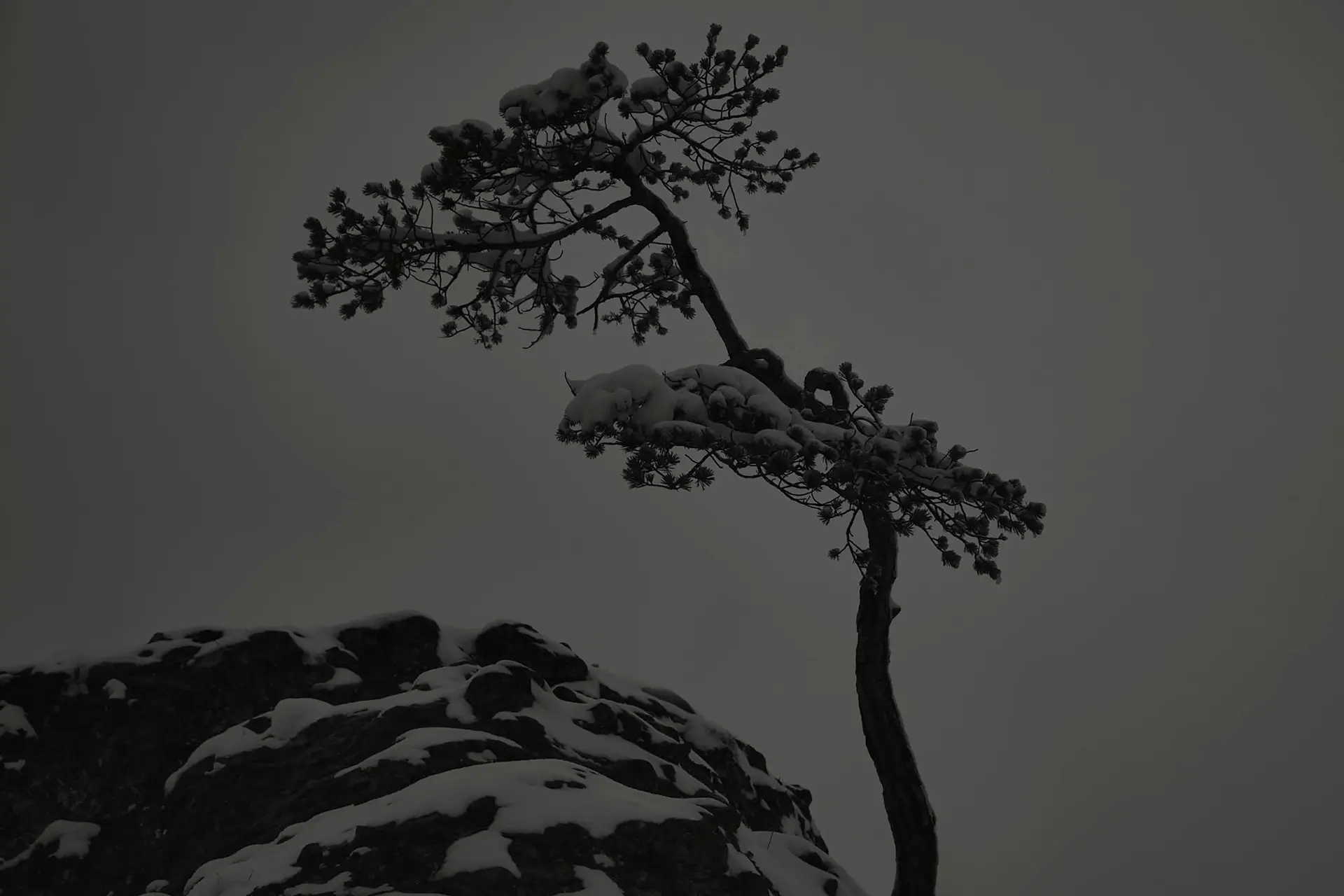 Snow-covered pines