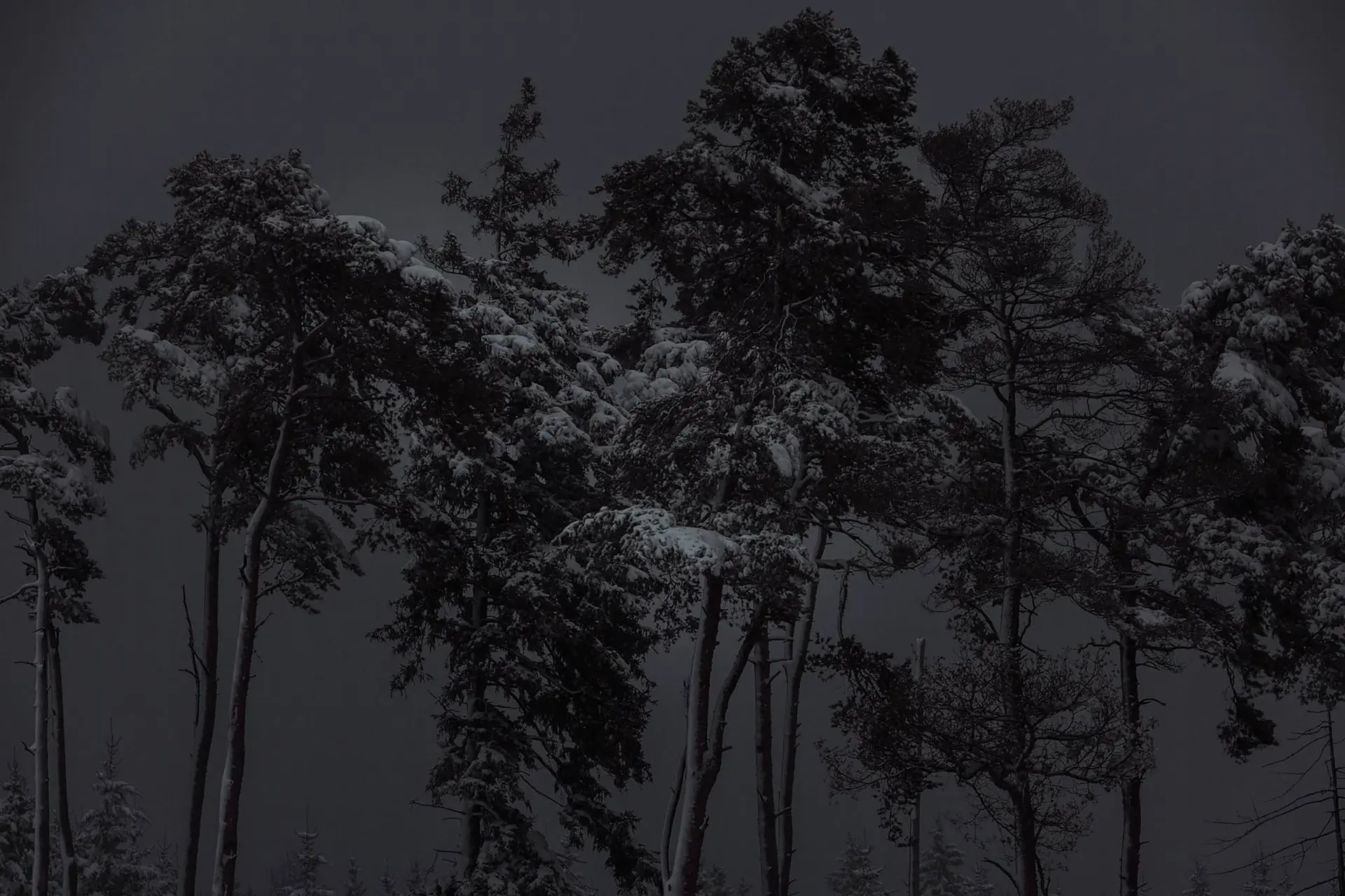 Snow-covered pines